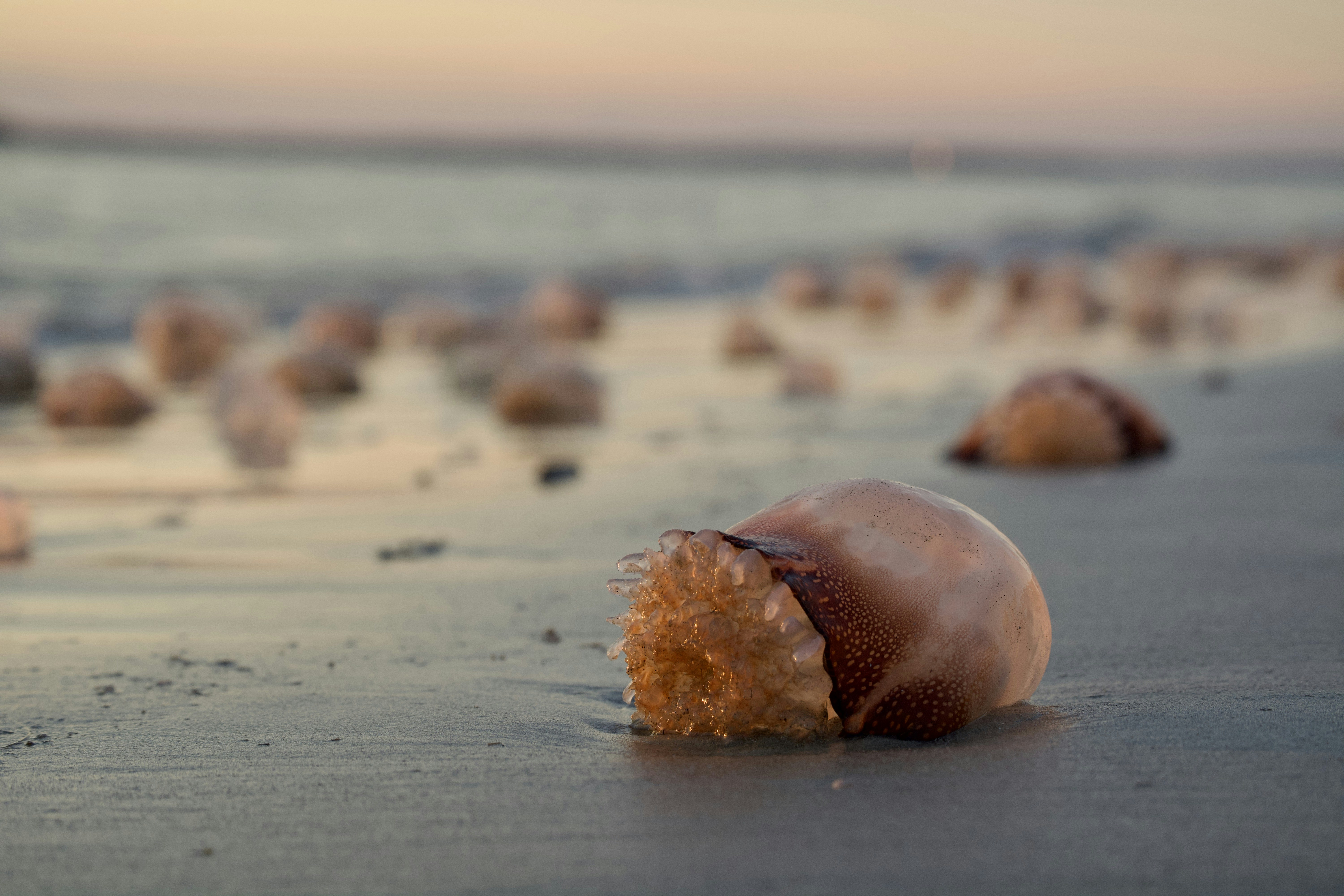 A group of seagulls on a beach with the ocean in the background