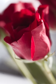 A close up of a red rose in a vase