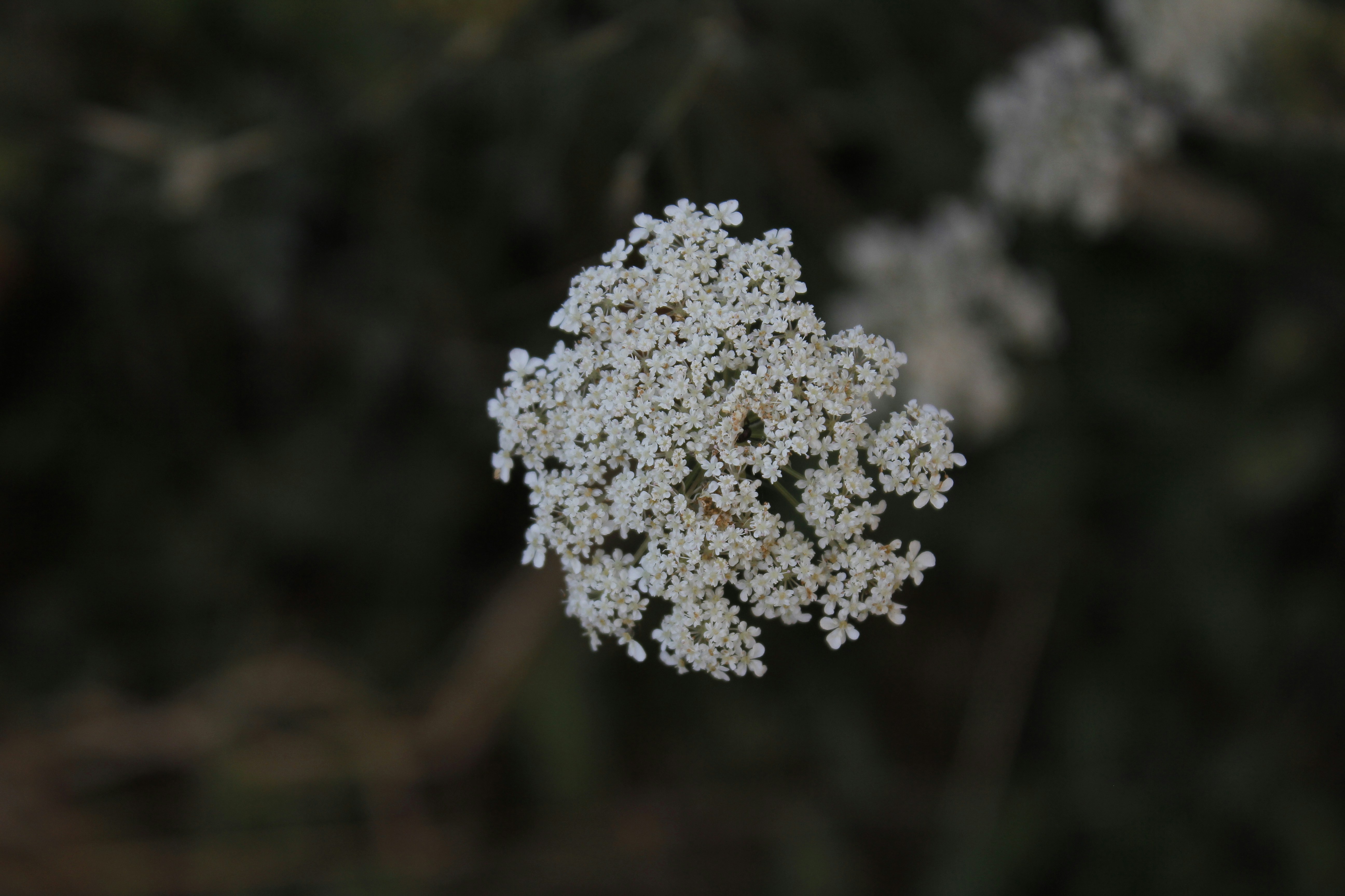 A close up of a white flower on a tree