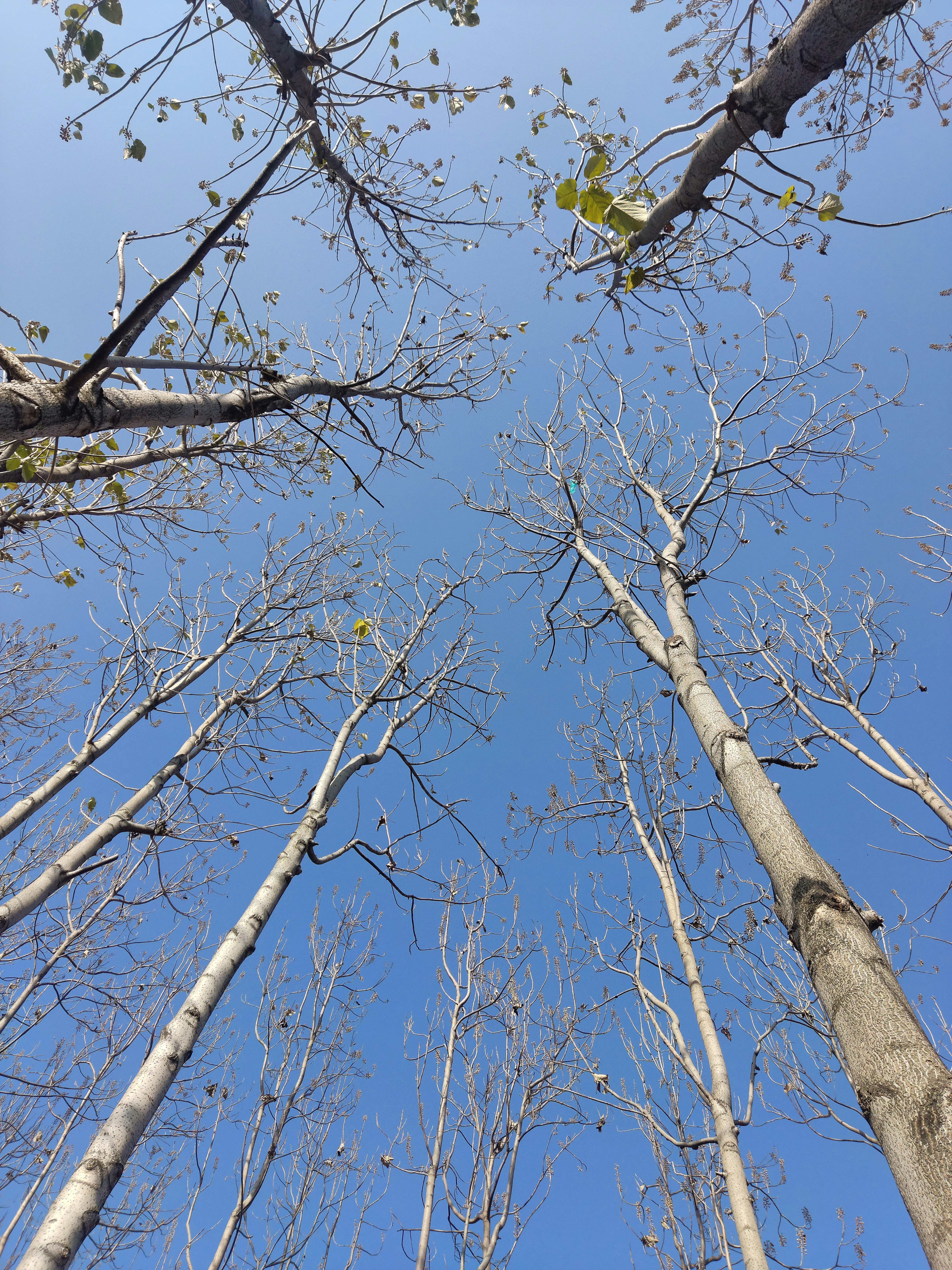 Looking up at the tops of several tall trees