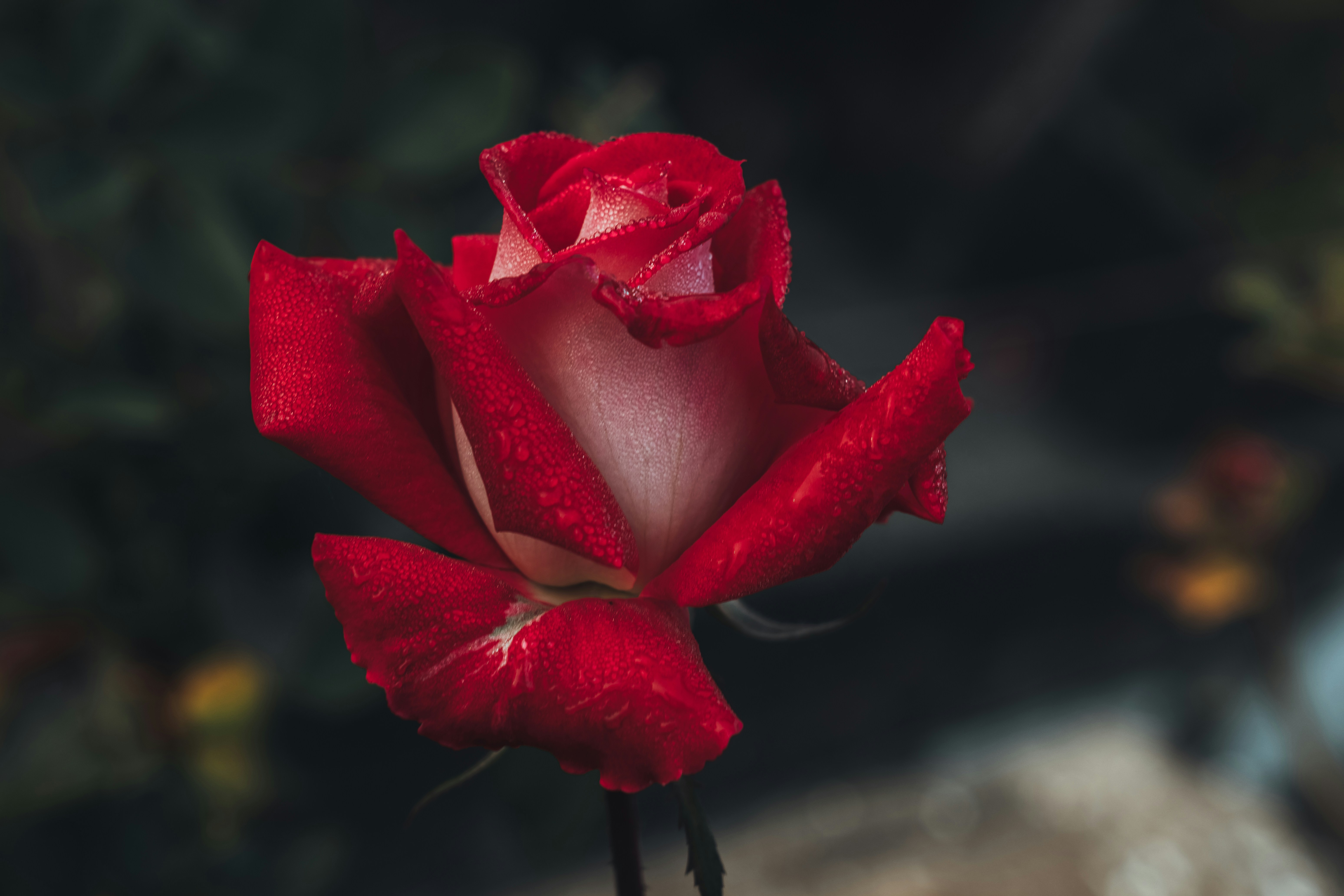 Photo by berserkdhanraj