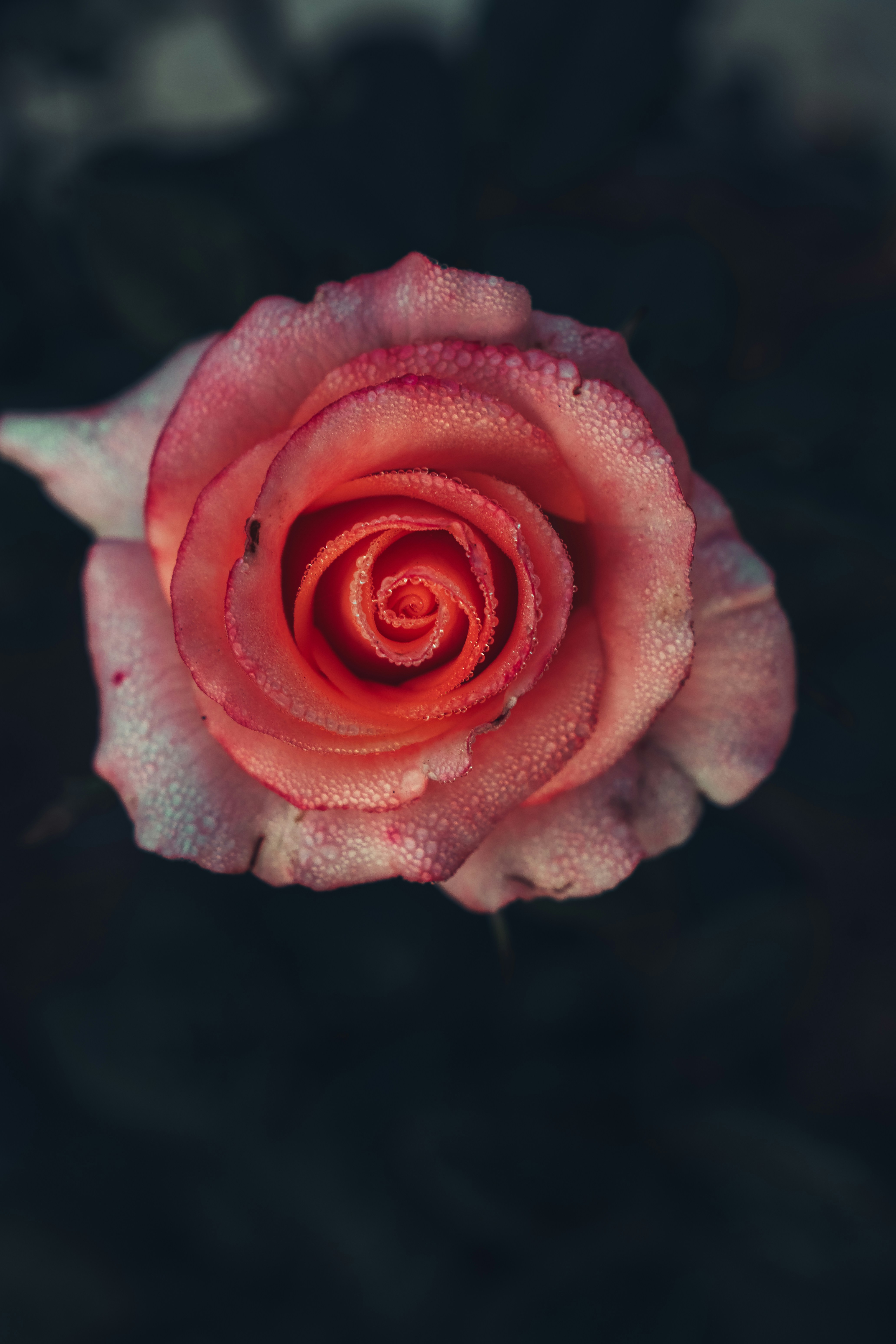 Photo by berserkdhanraj