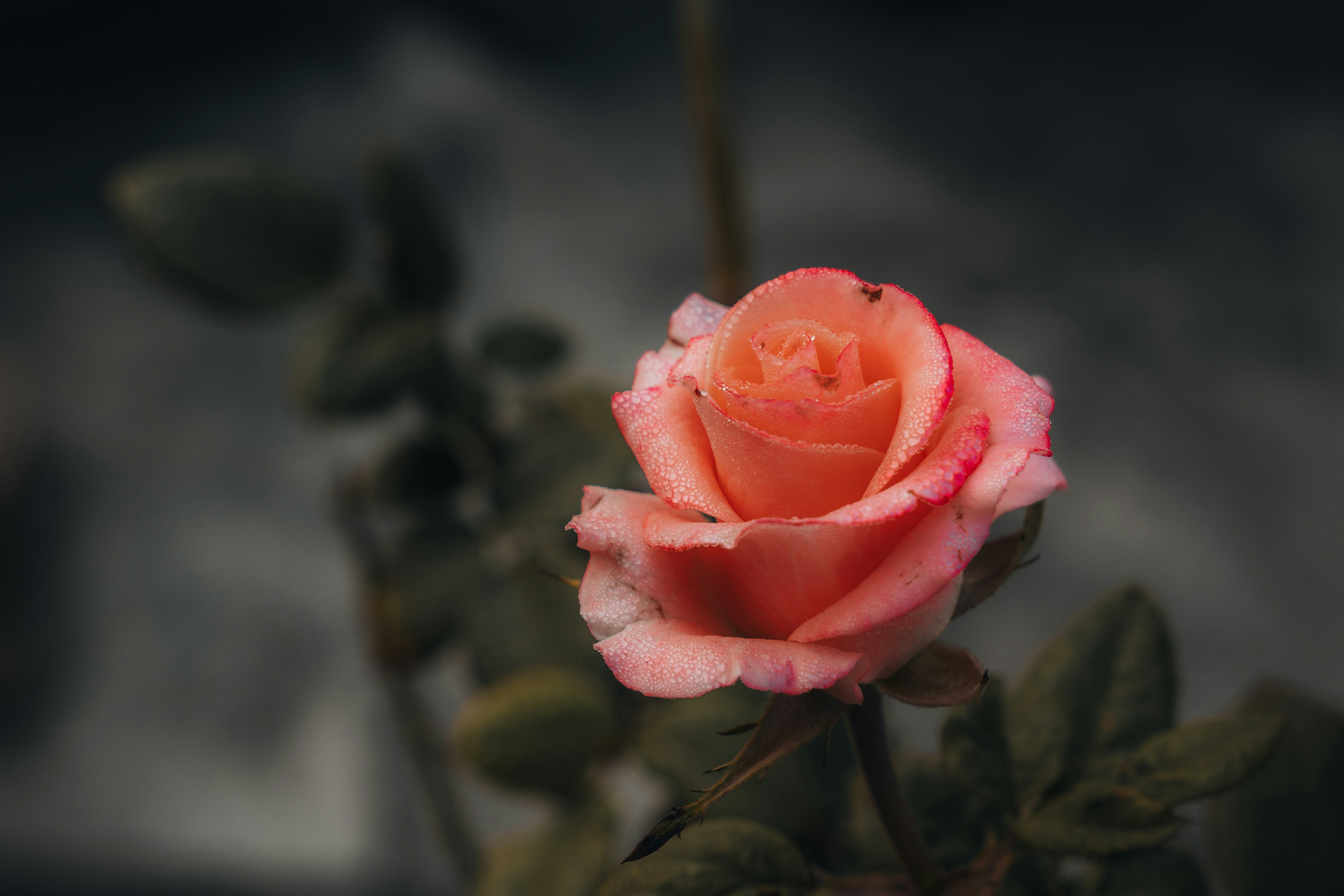 Photo by berserkdhanraj