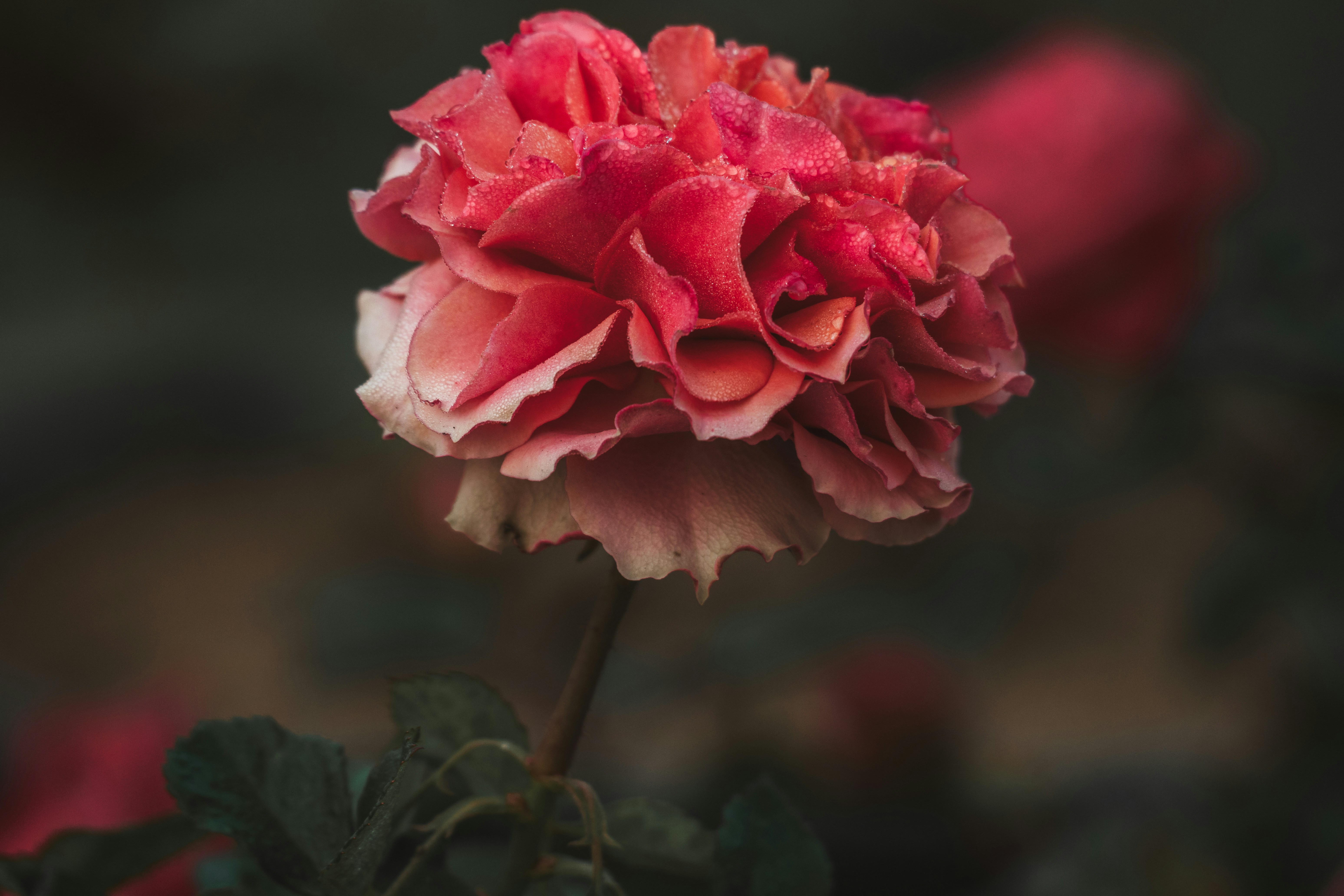 Eine Nahaufnahme einer rosa Blume mit verschwommenem Hintergrund