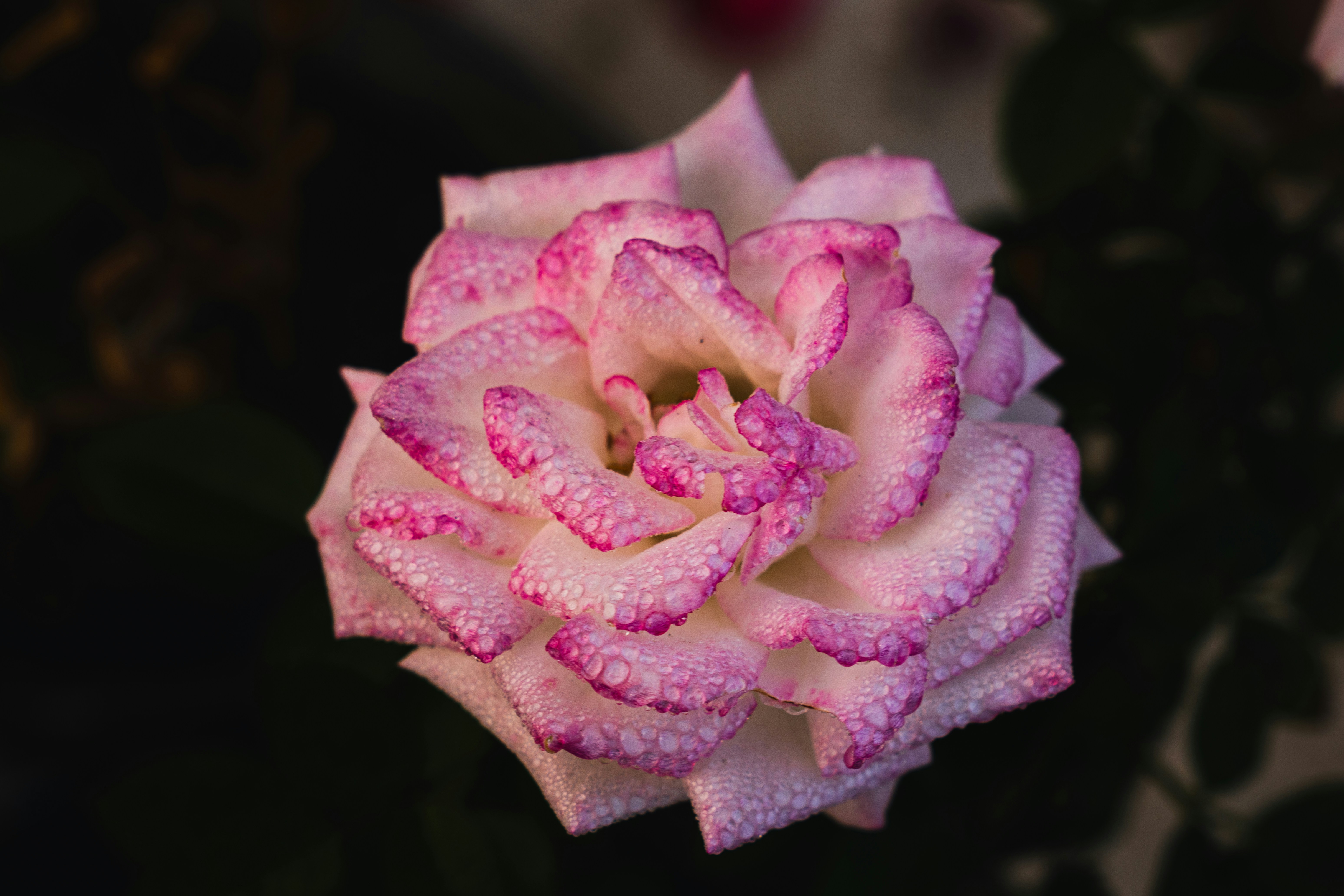 Eine Nahaufnahme einer rosa Rose mit Wassertropfen darauf