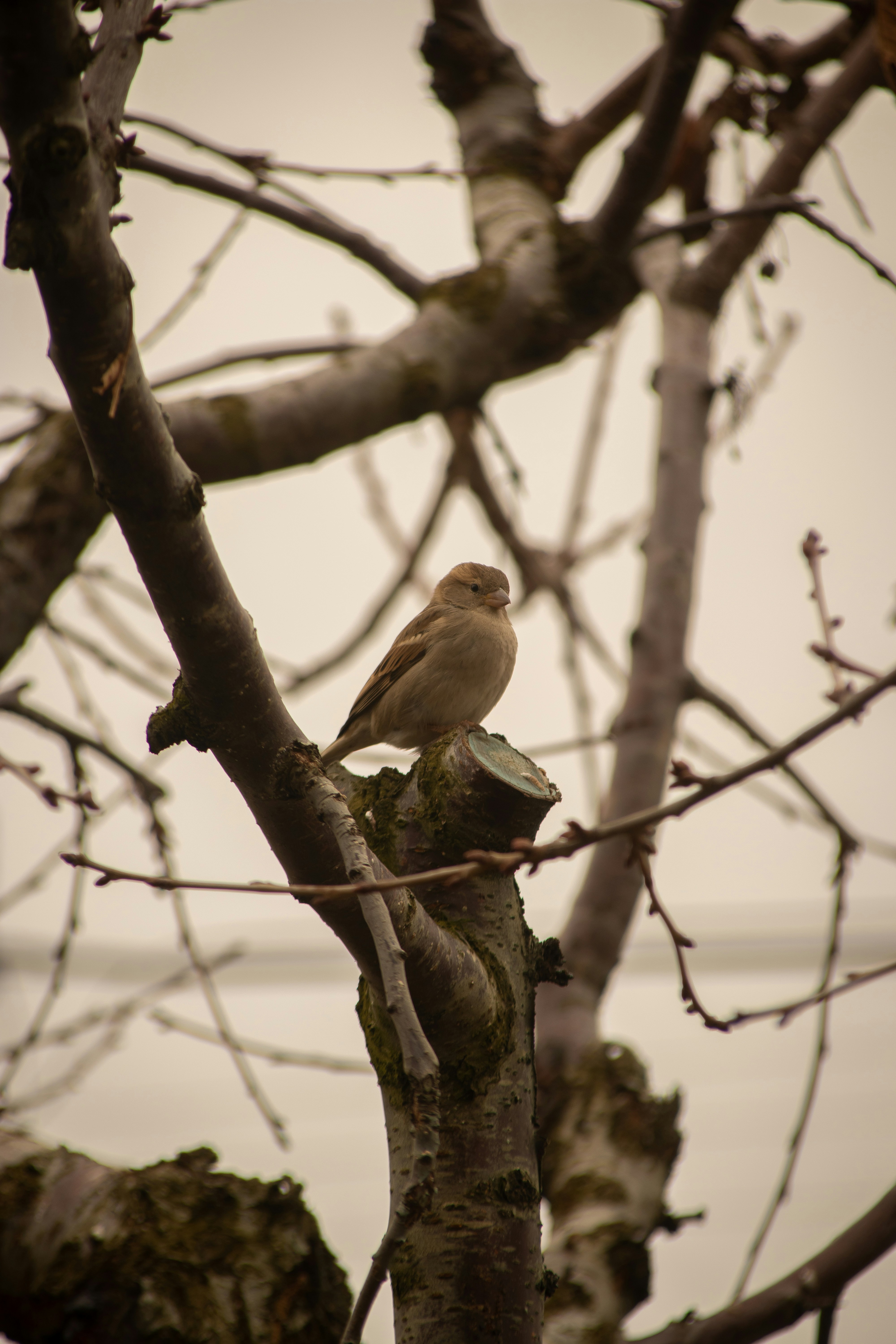 A bird perched on a branch of a tree