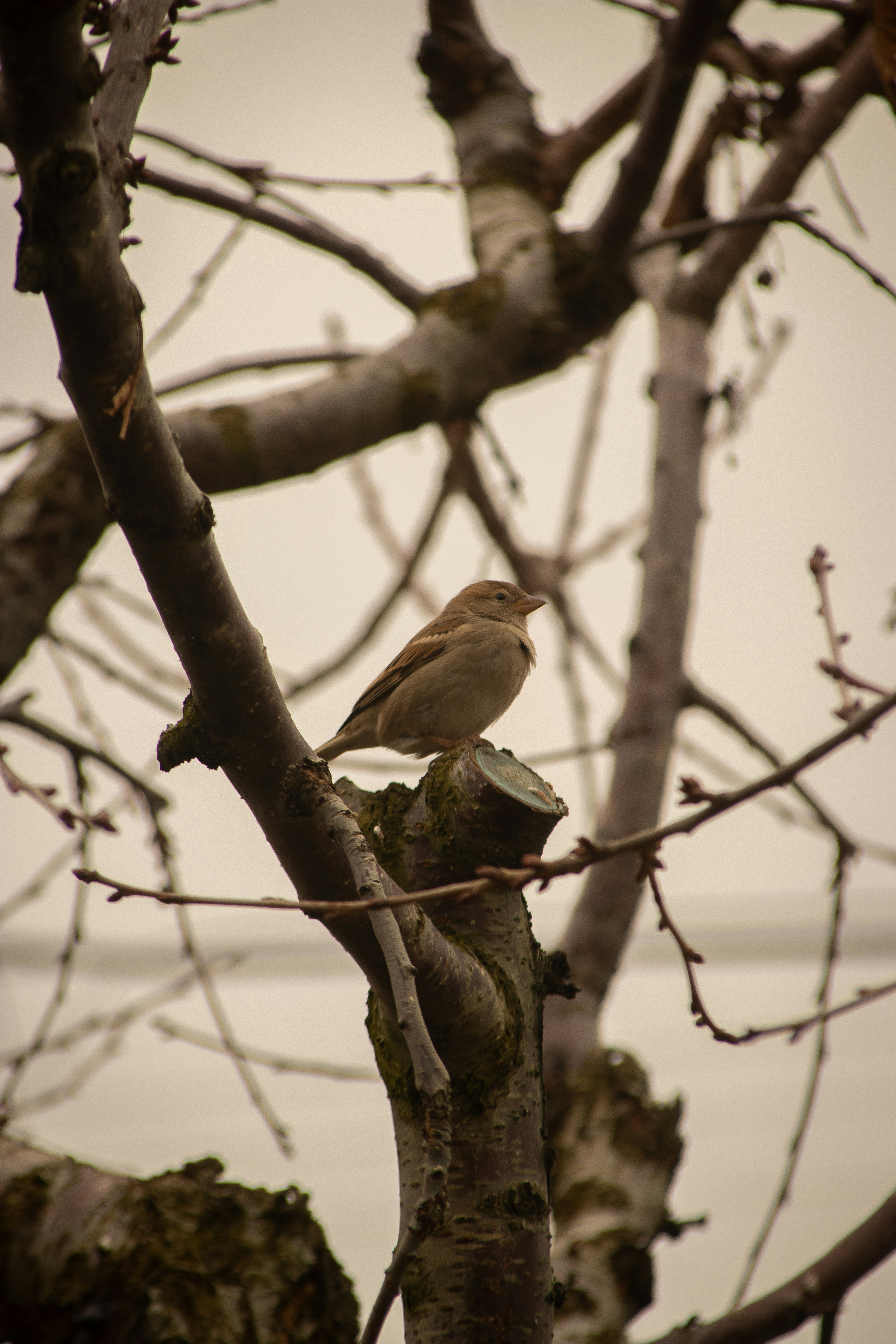 A bird perched on a branch of a tree
