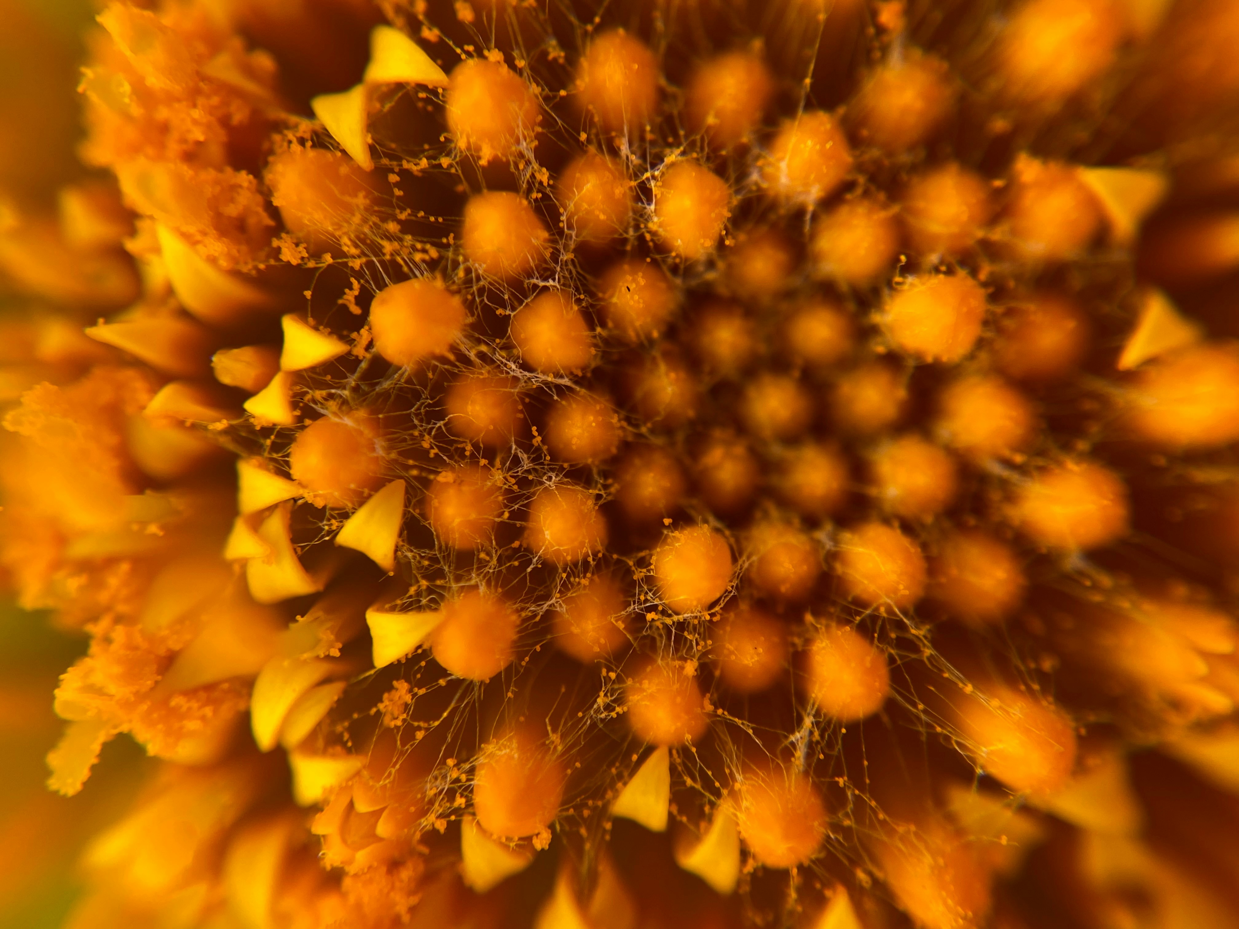 Photo by norbertotriaes