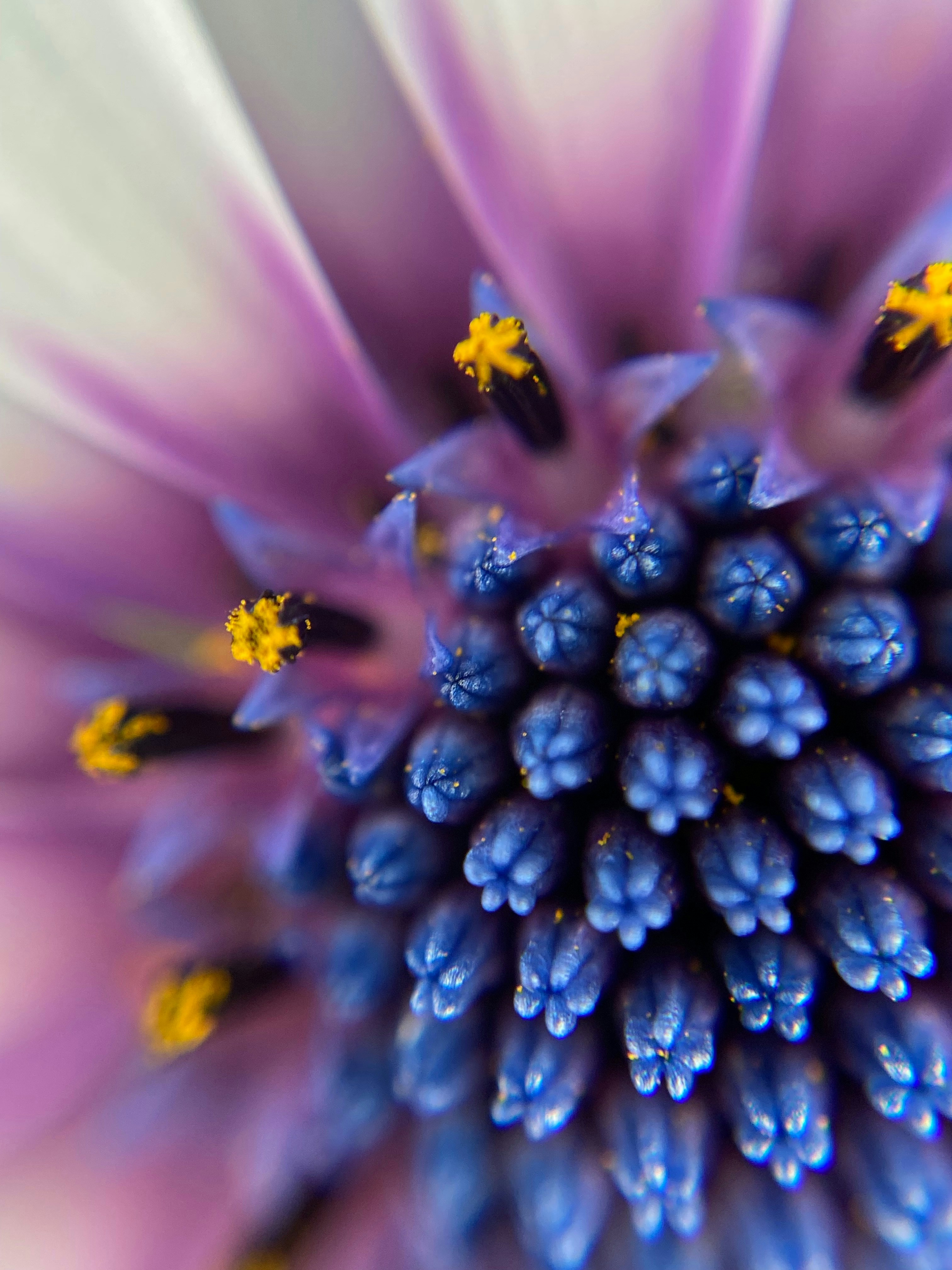 Photo by norbertotriaes