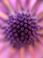 A close up of a purple flower with a blurry background