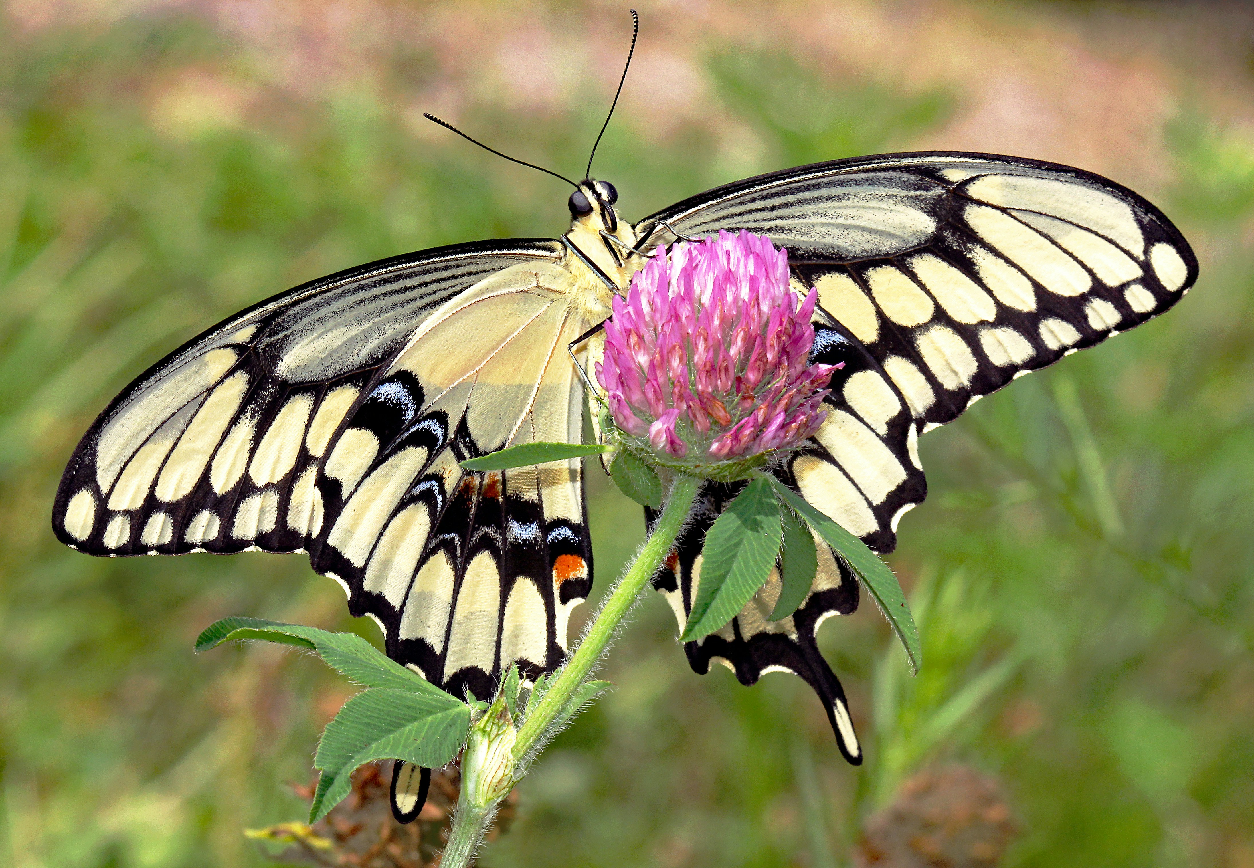 Photo by telliottmbamsc