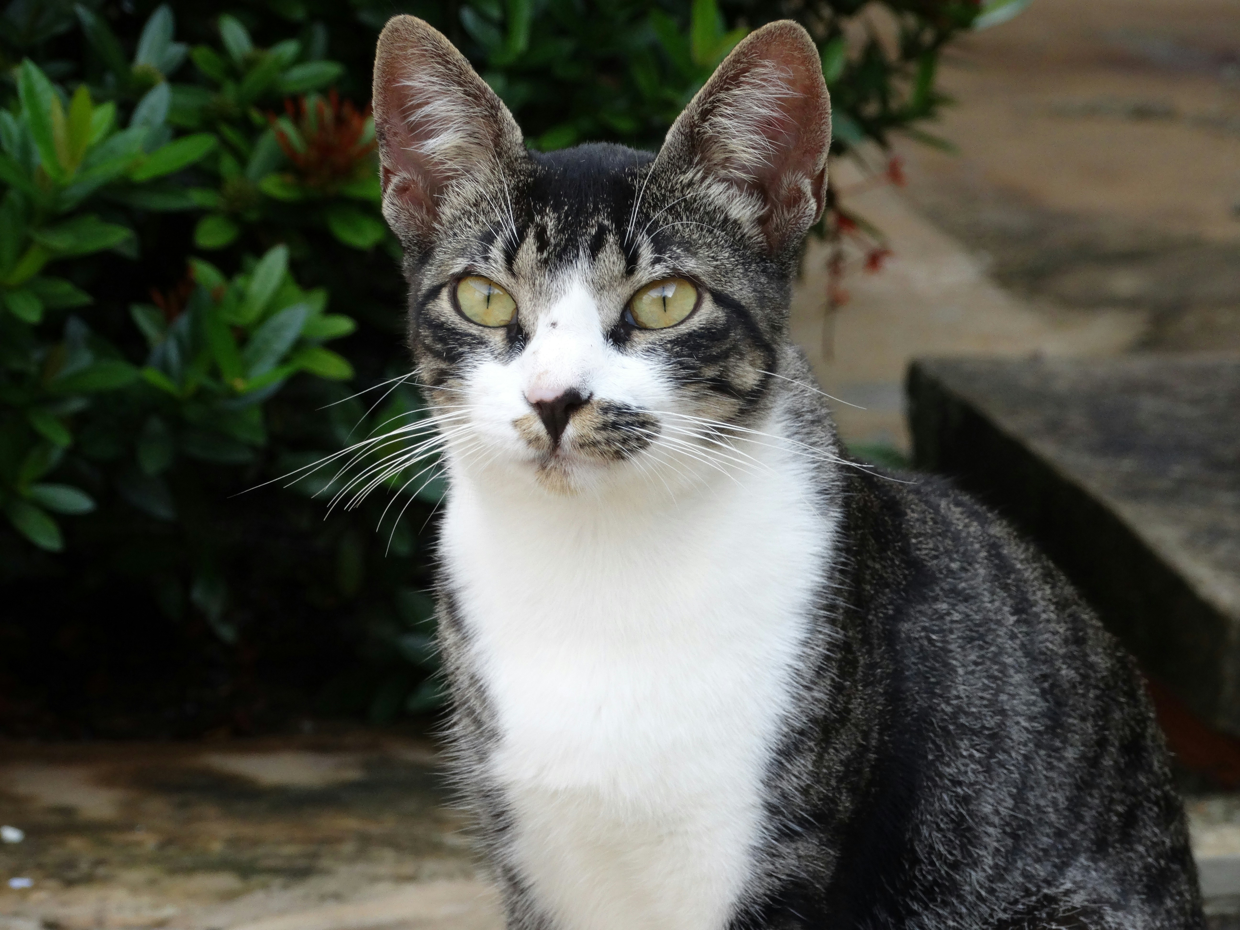 A black and white cat sitting on the ground