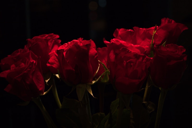 Rosas rojas de pasión