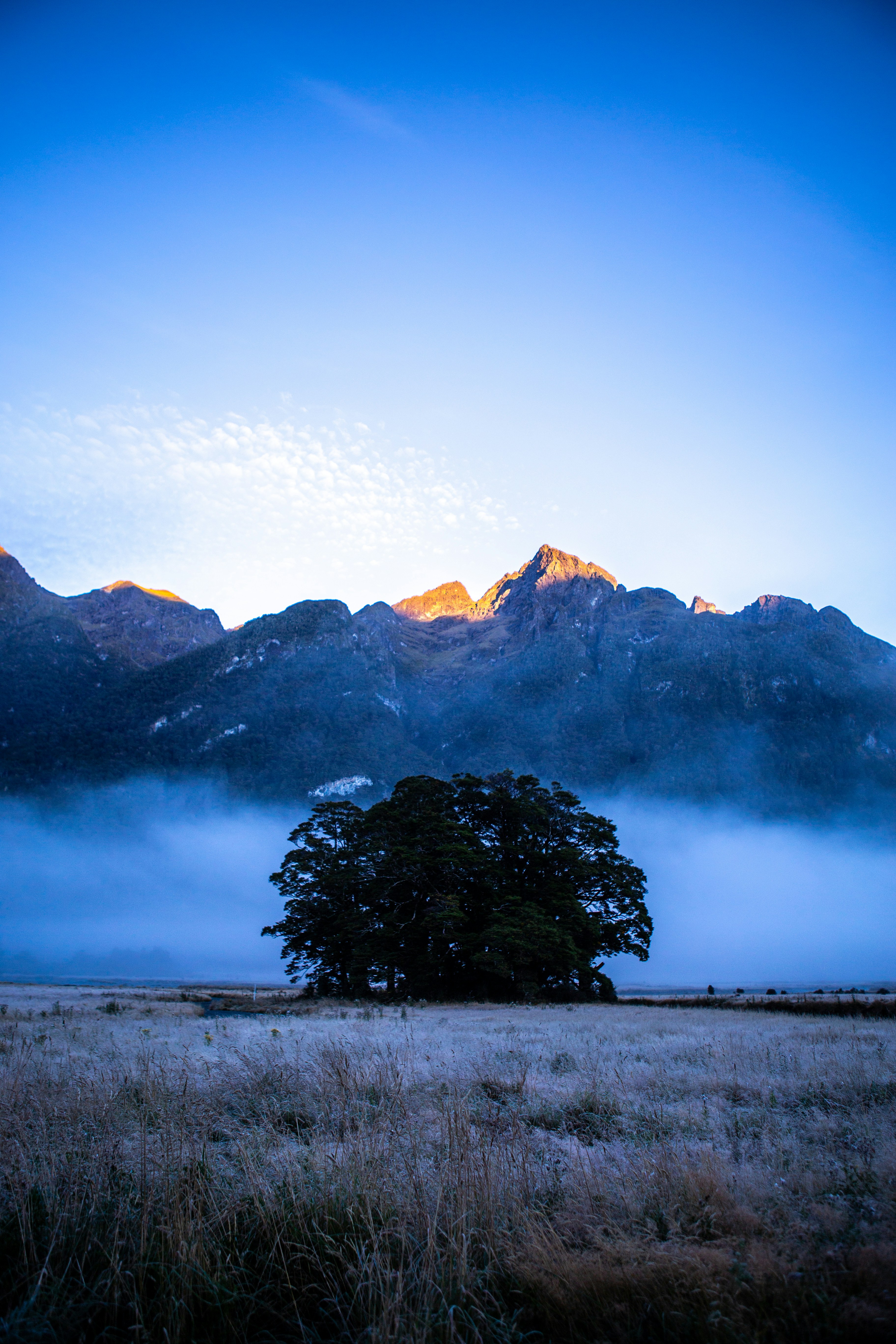 A tree in a field with mountains in the background