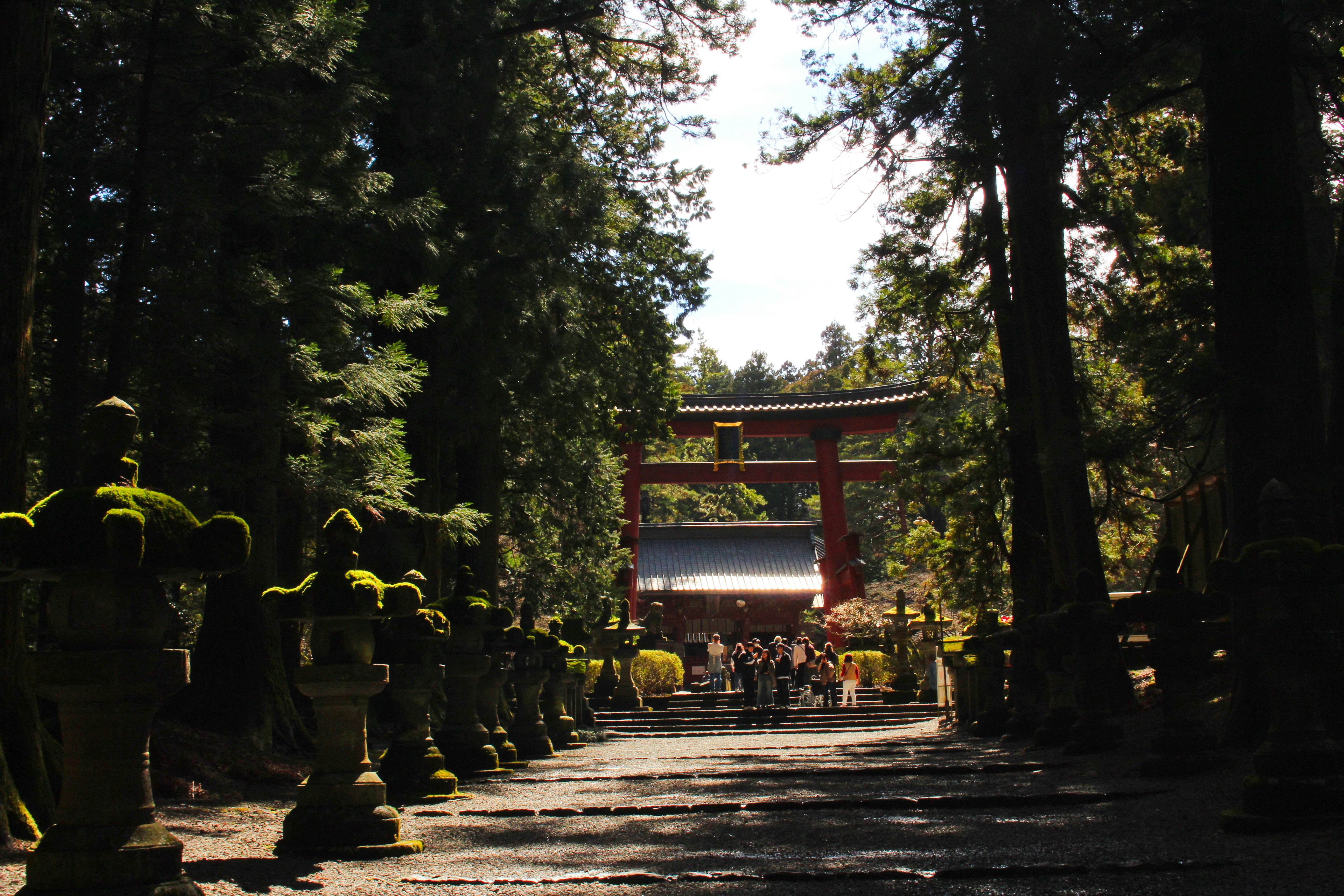 A group of people walking down a road next to tall trees