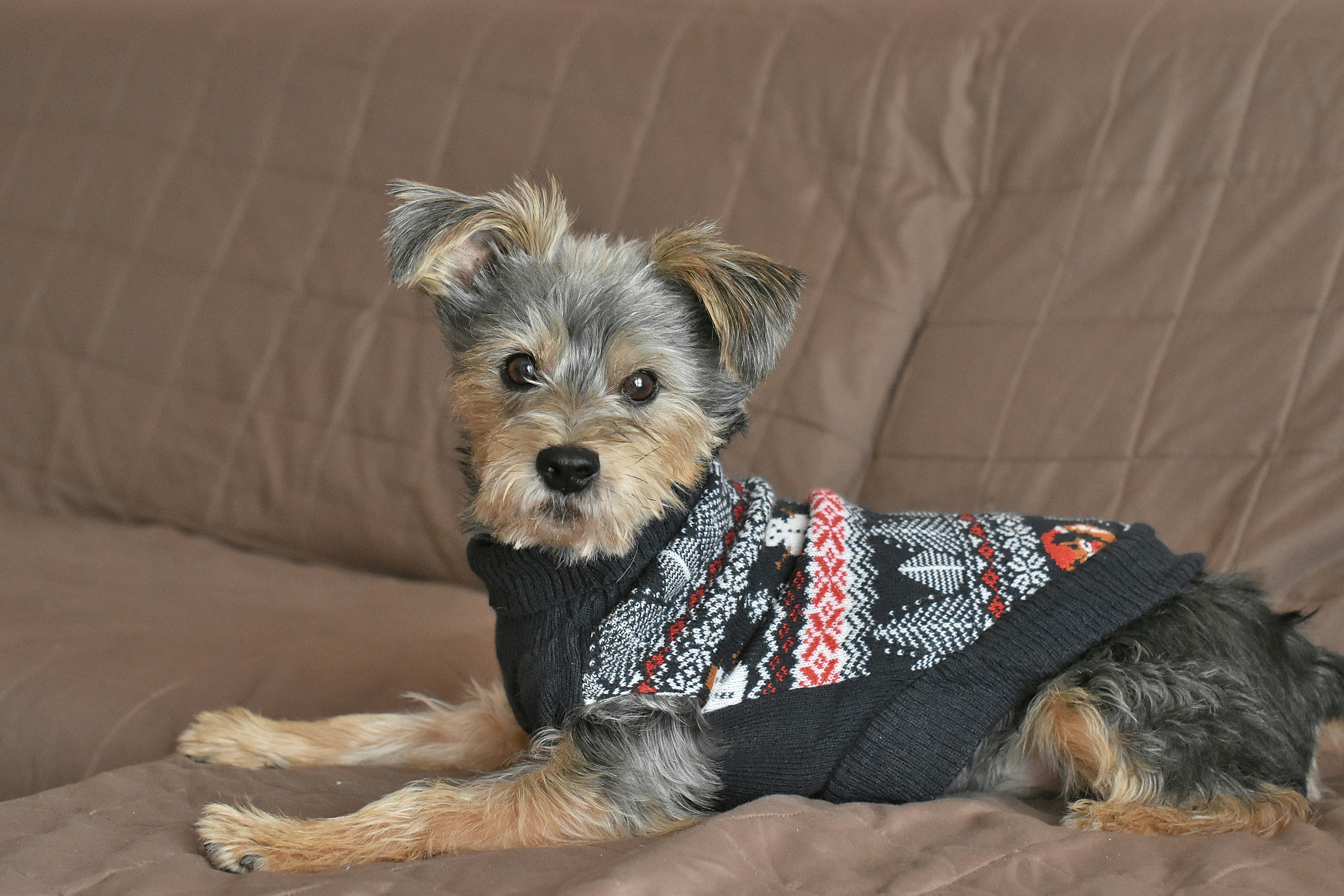 A small dog wearing a sweater sitting on a couch