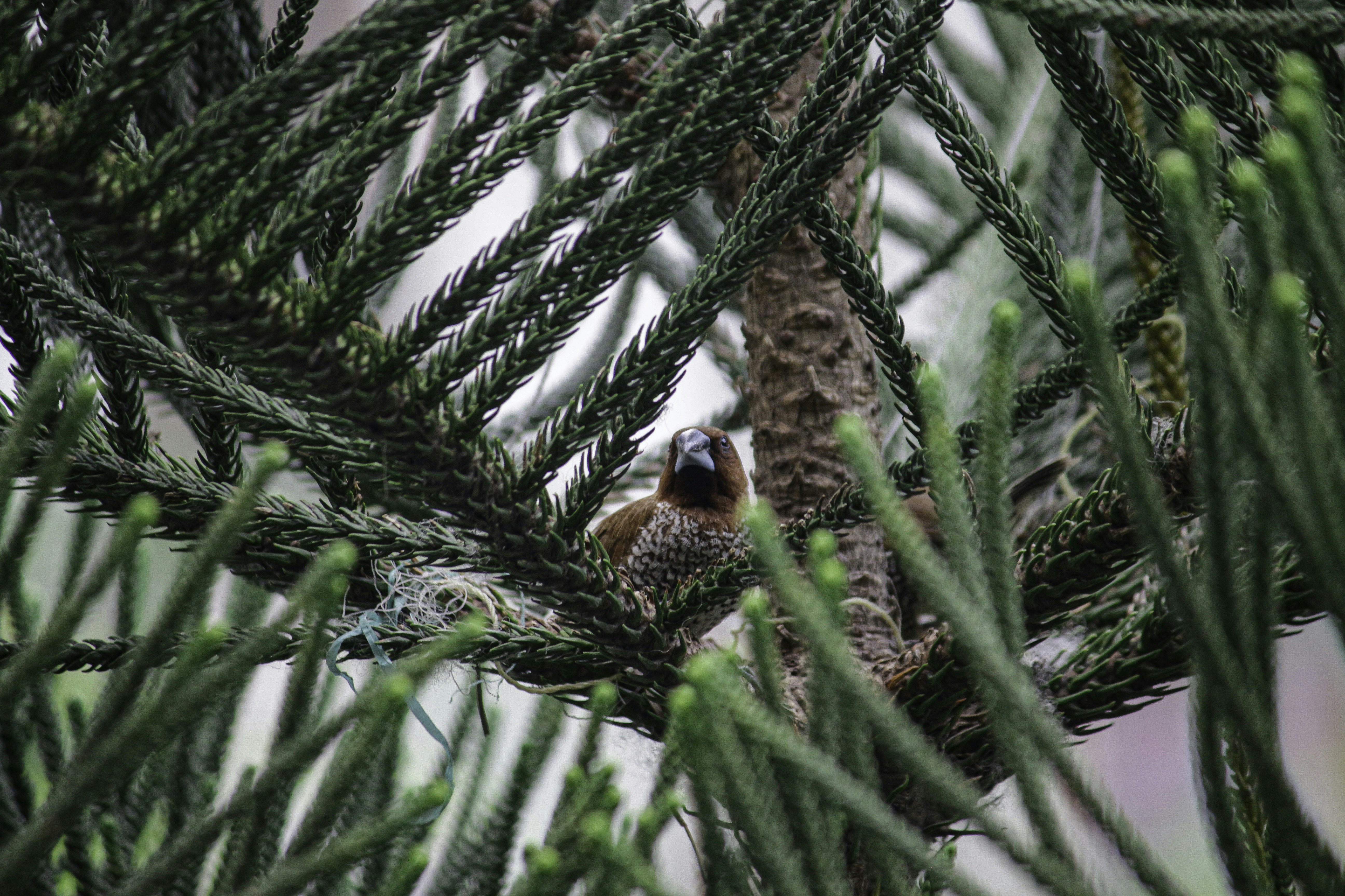 A bird is sitting in a pine tree