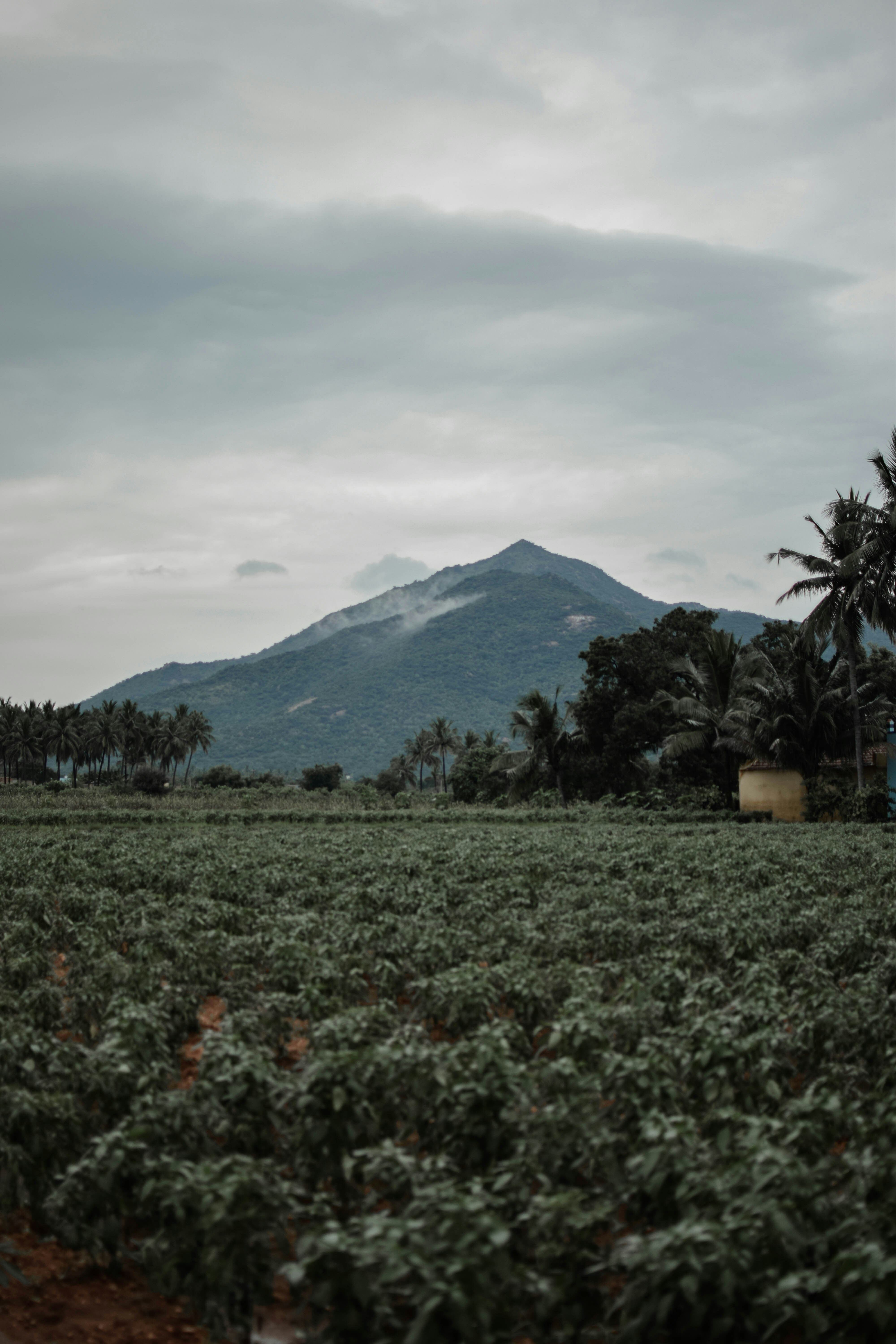 A field with a mountain in the background