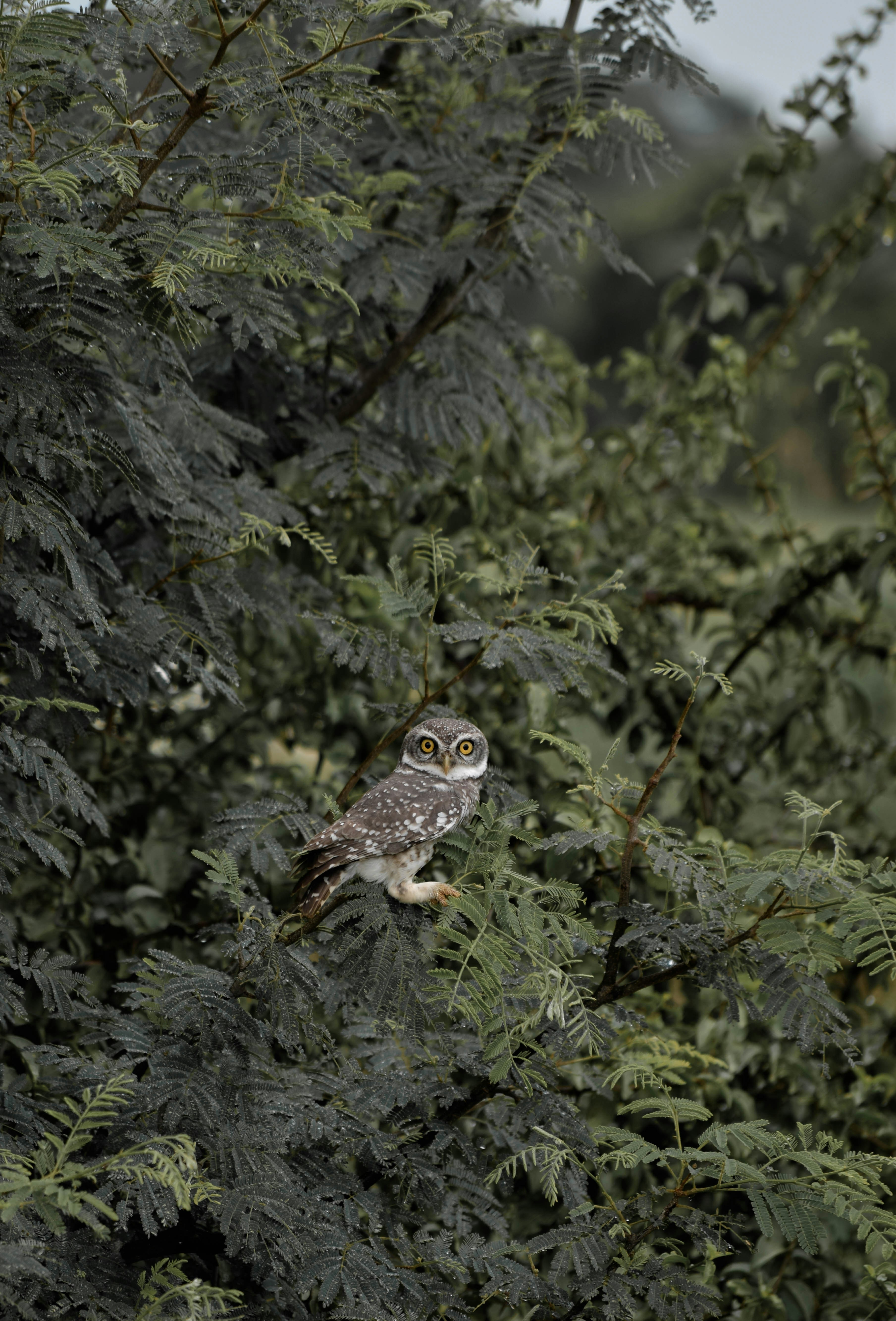 An owl is perched on a branch of a tree
