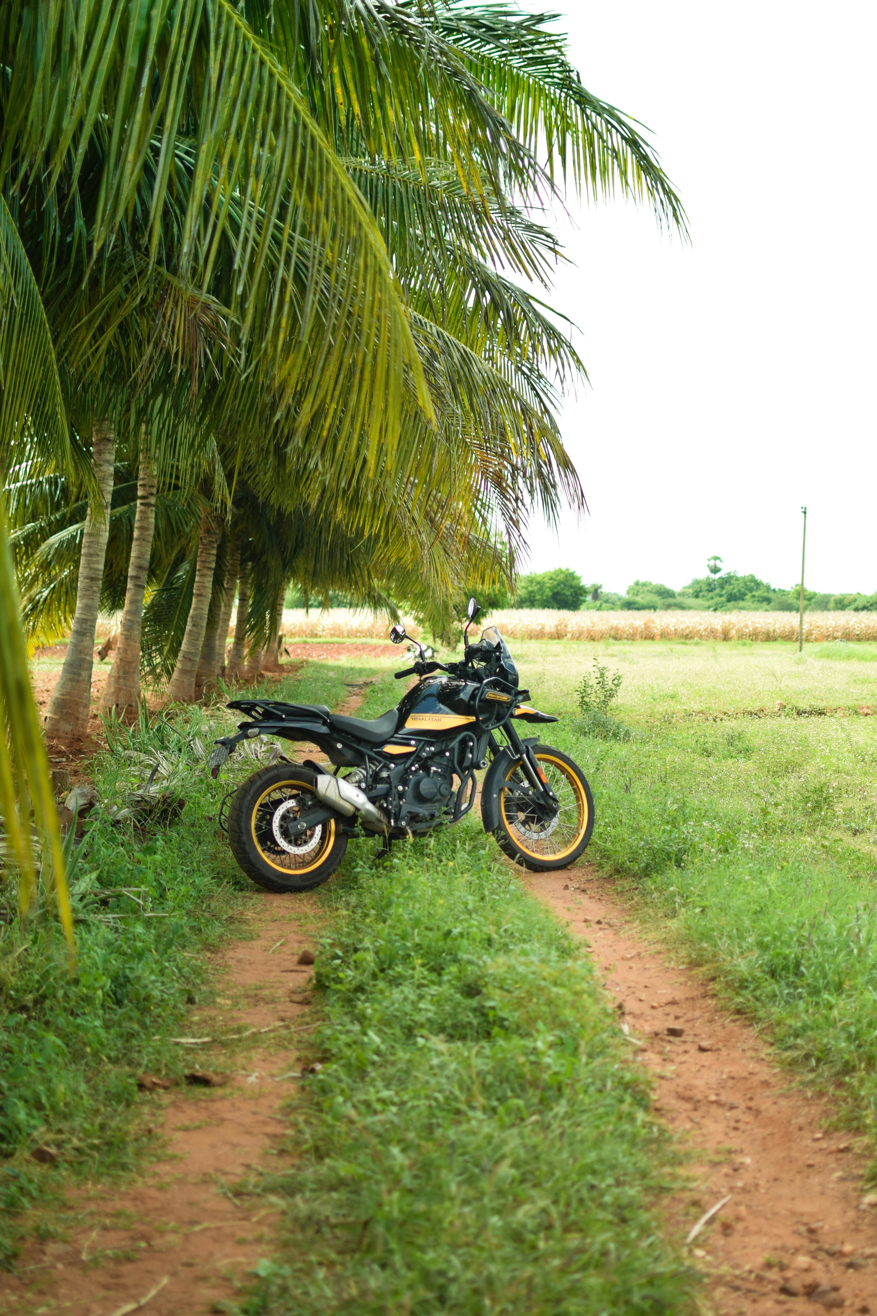 A motorcycle parked on a dirt road next to a palm tree