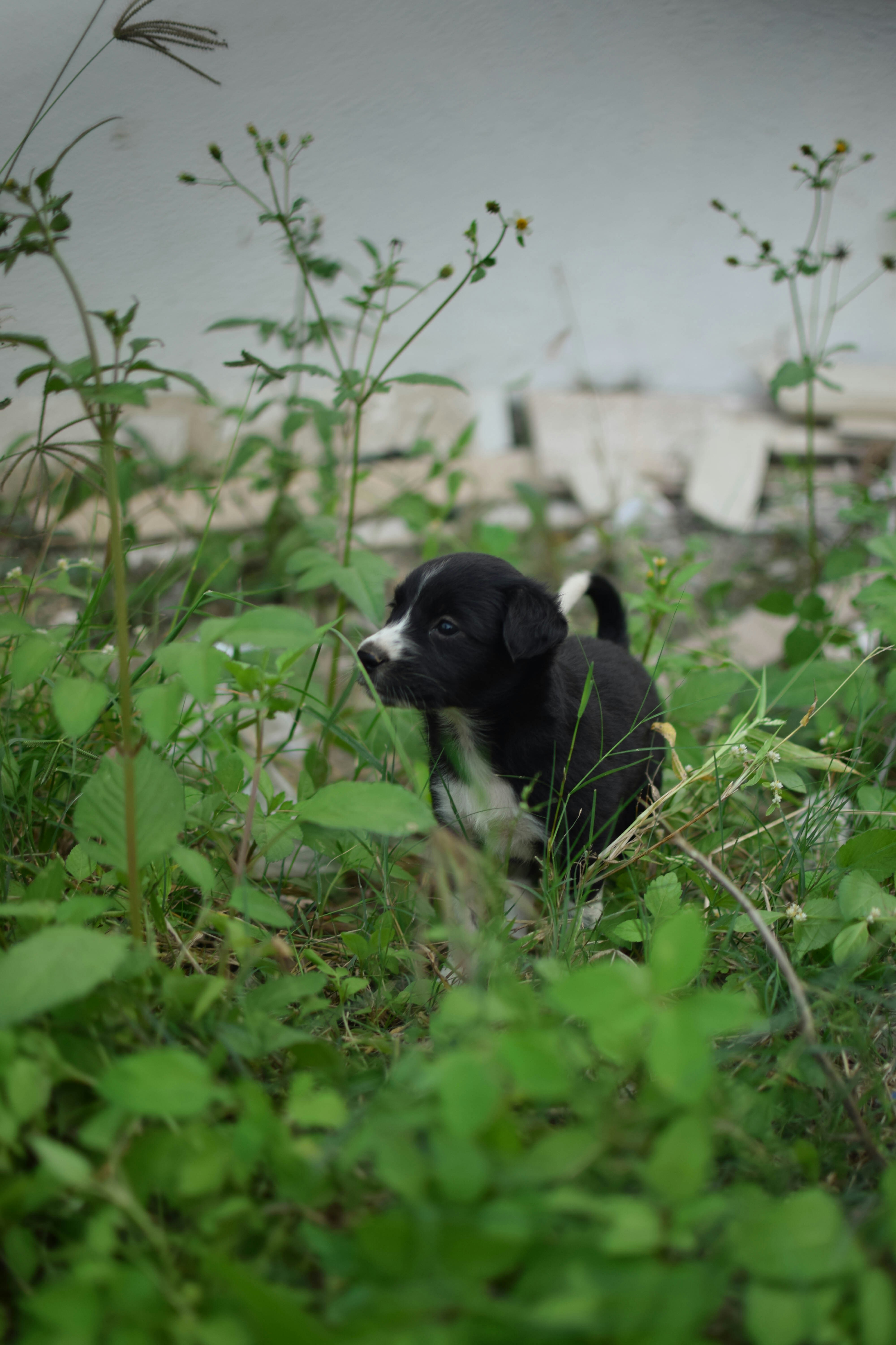 A small black and white dog sitting in the grass