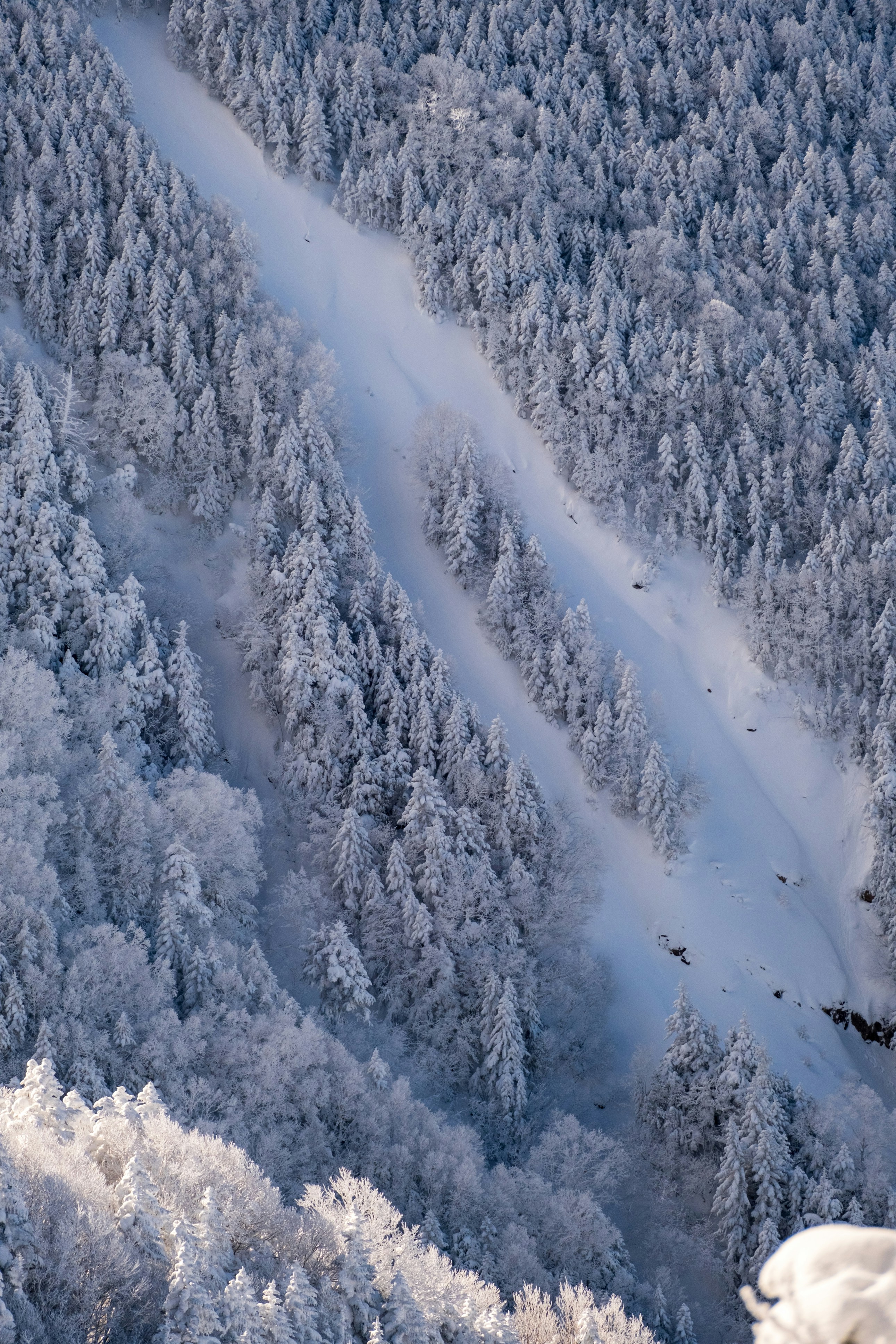 An aerial view of a snow covered forest photo – Free Tatsuzawa Image on ...