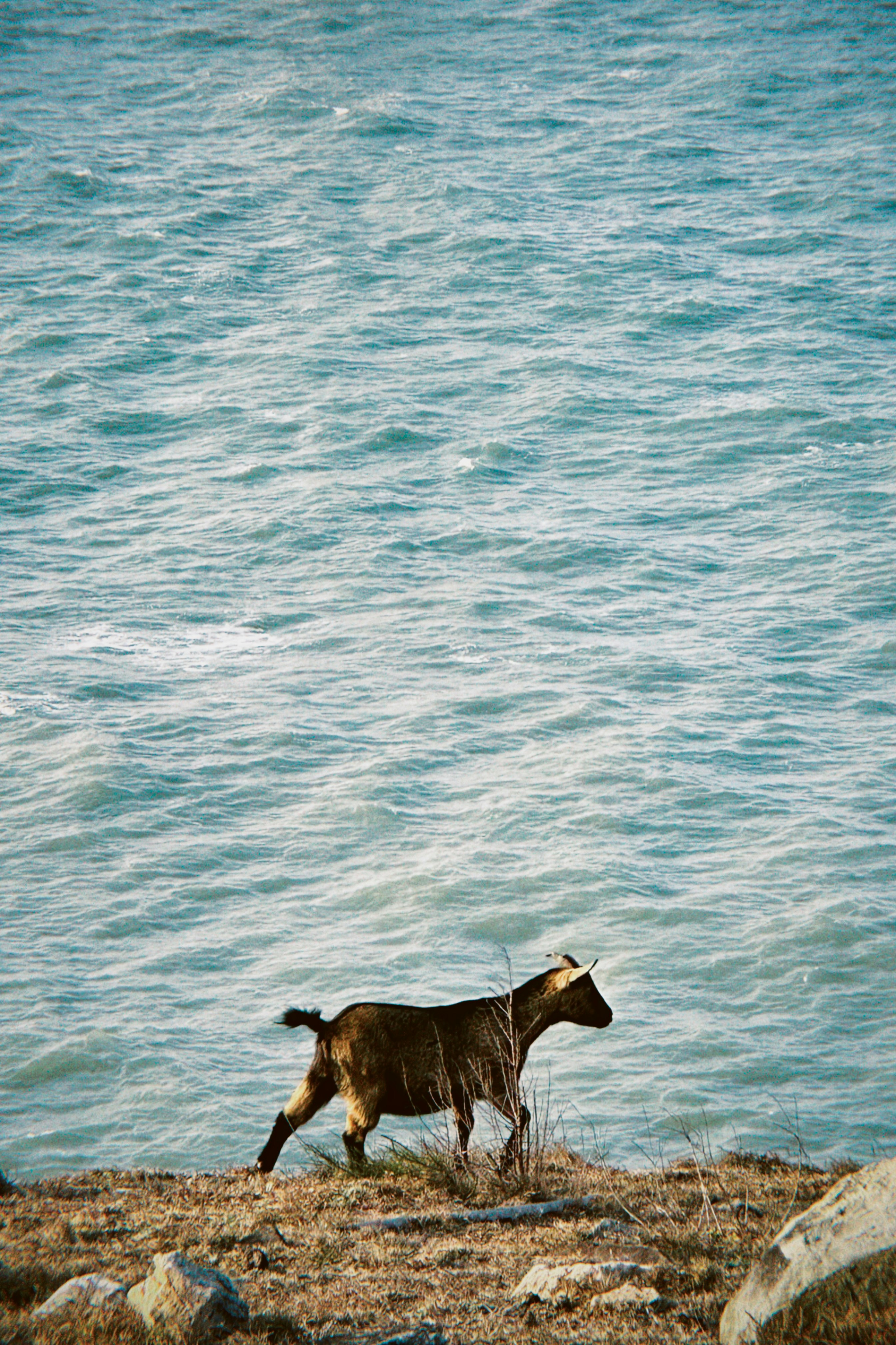 A dog walking along the shore of a lake