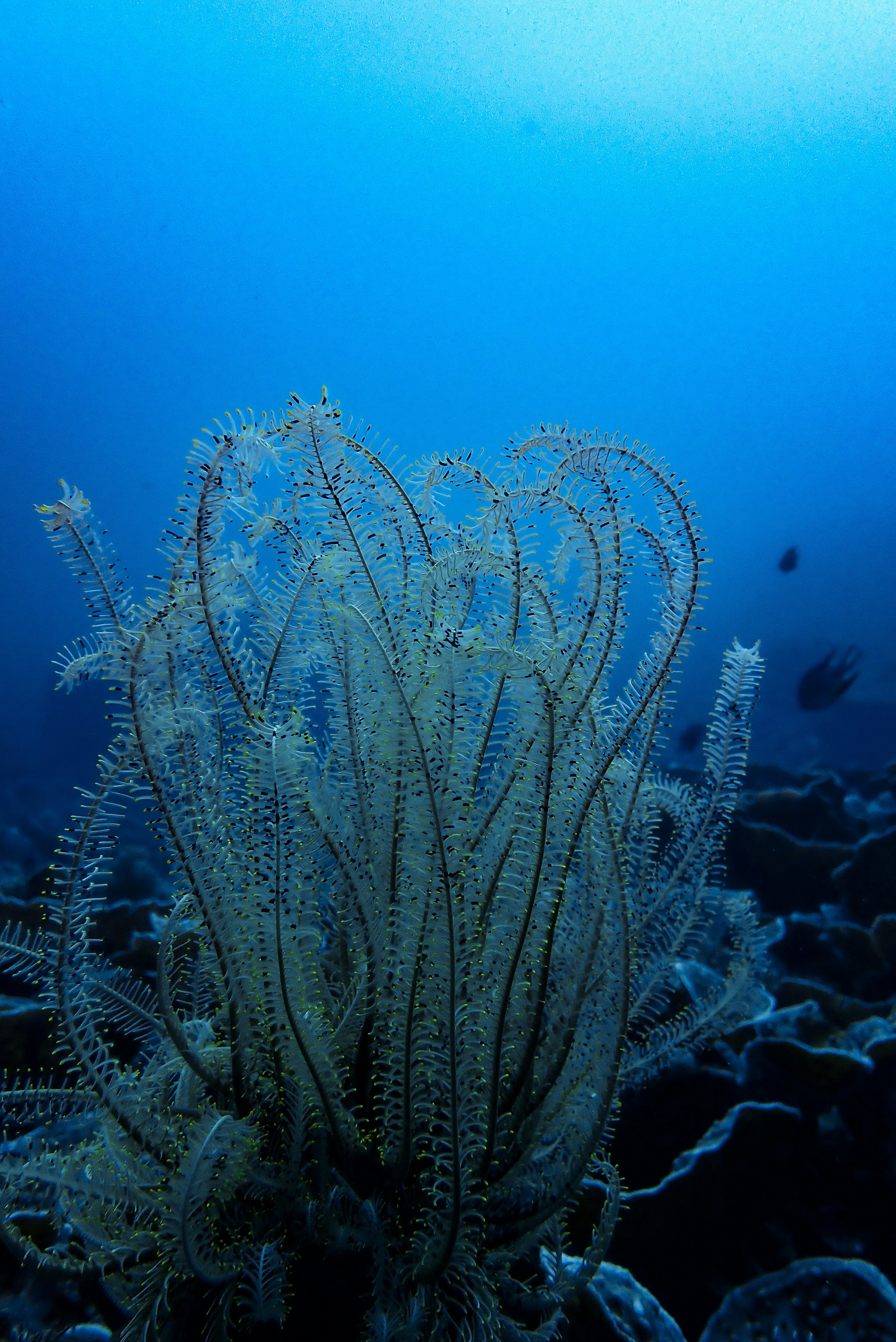 Sekelompok besar rumput laut di dasar dasar laut