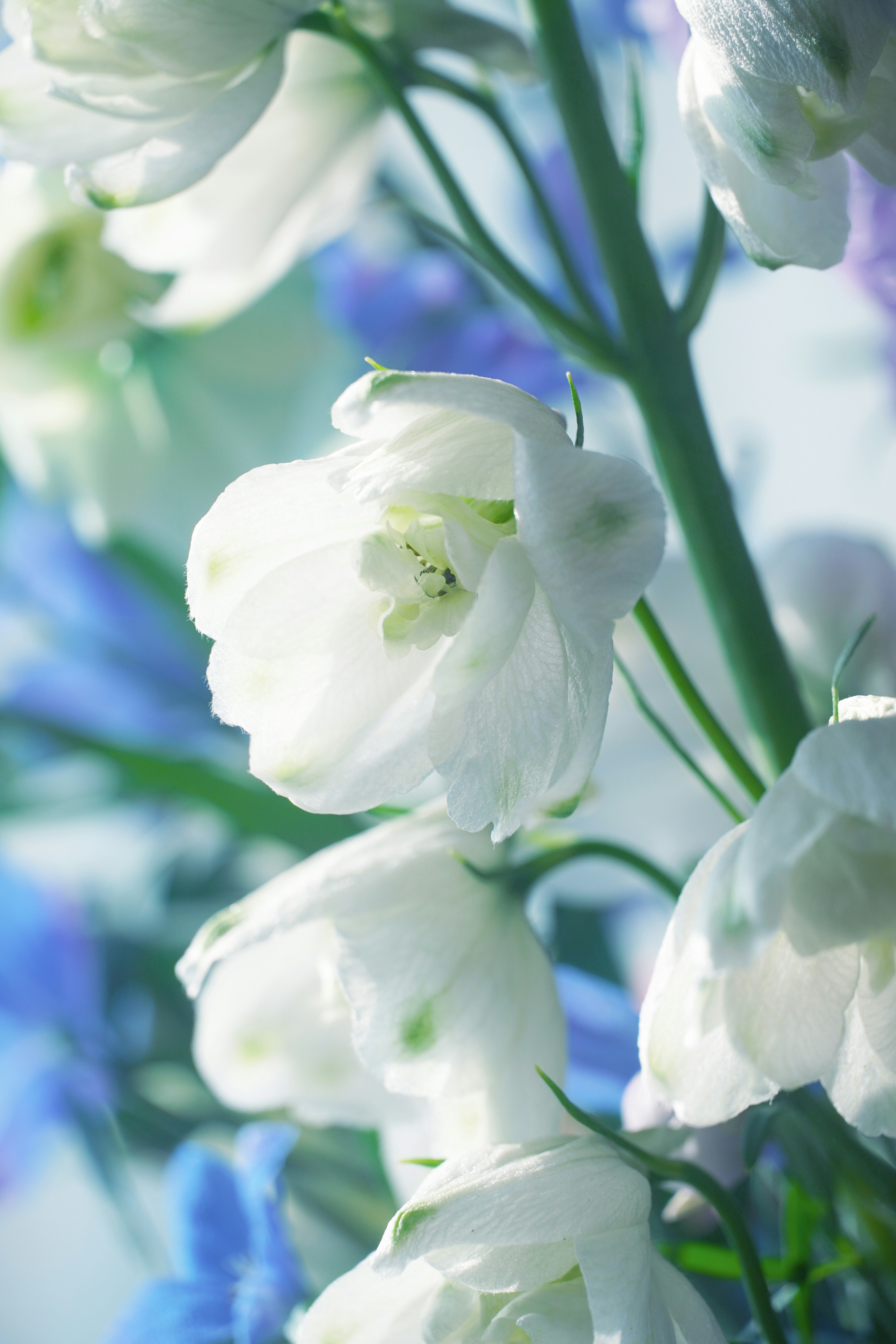 Arranjos em tons de roxo, lilás e branco para um dia especial 💜  #tabledesign #tablesetting #decoracaocriativa #designfloral #florista  #flores🌸, image size:3000x4500