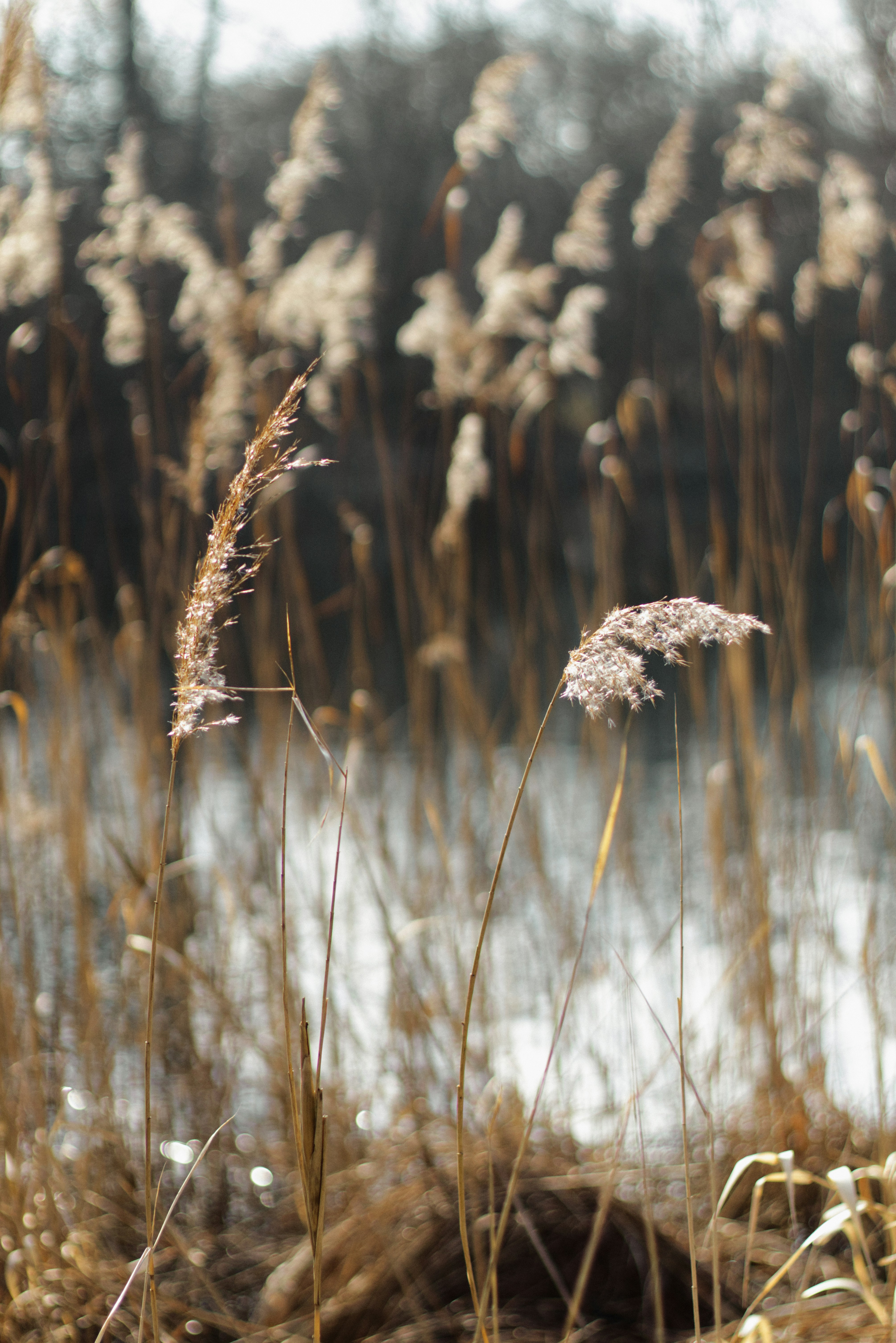 Photo by softlyglimmer