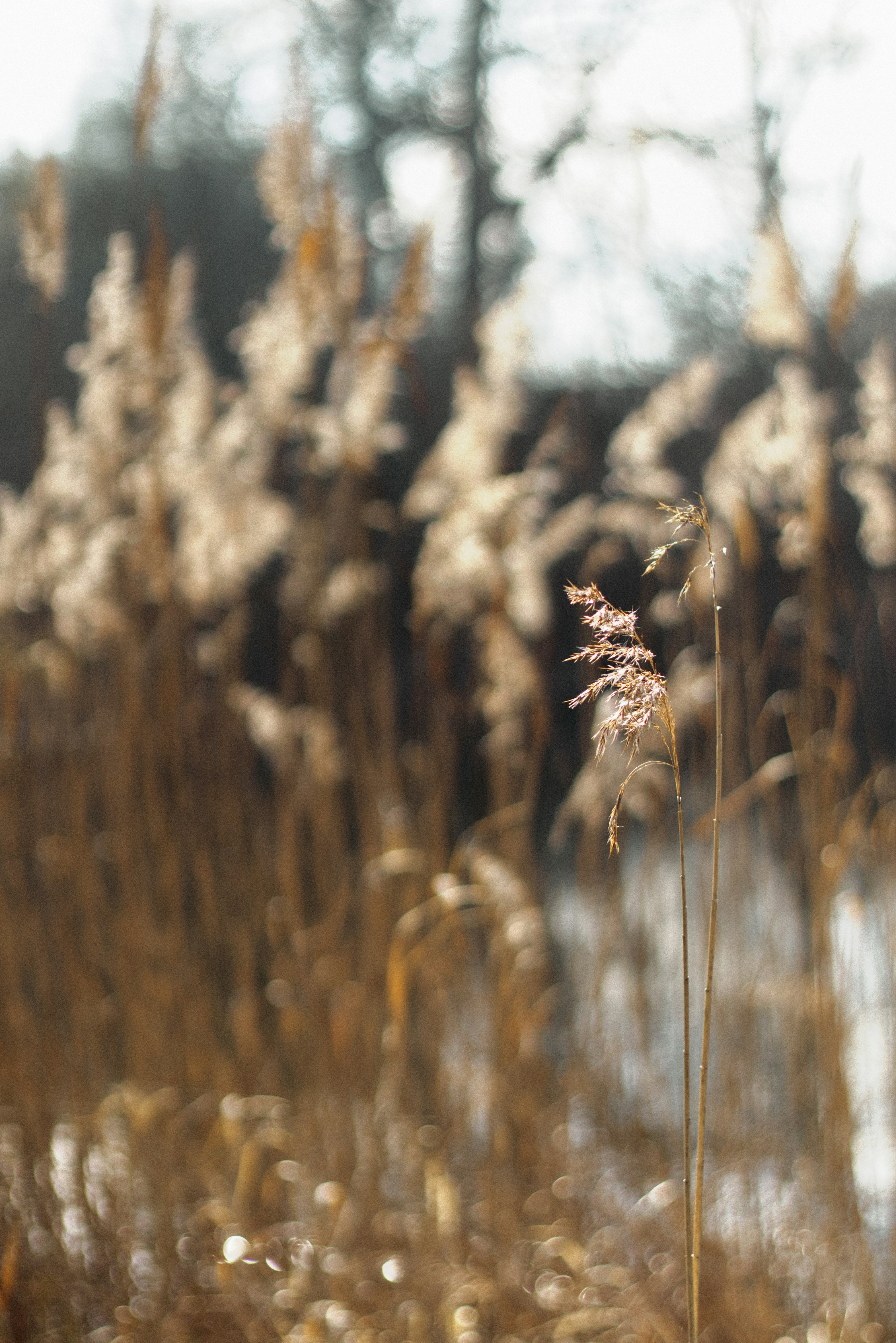 Photo by softlyglimmer