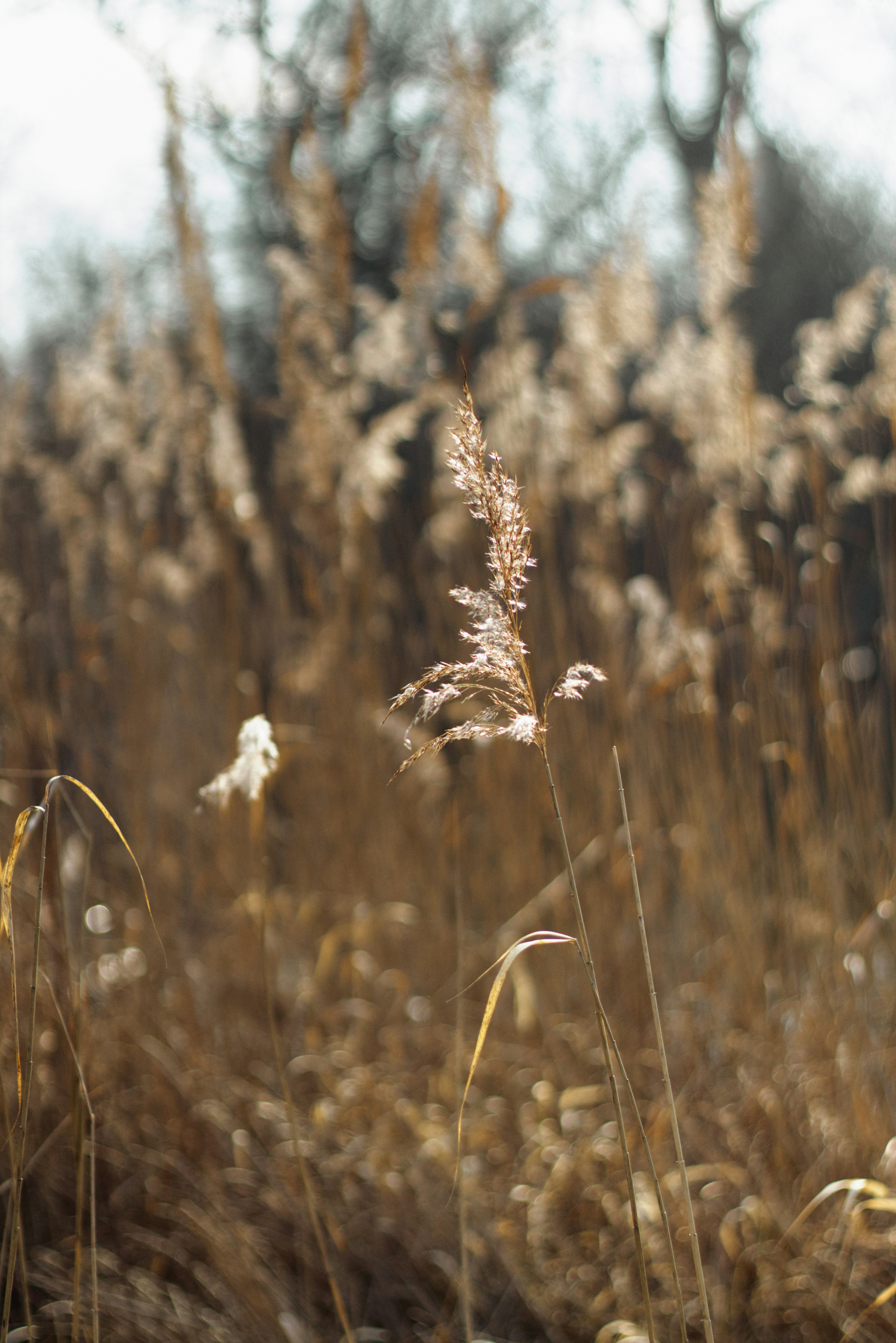 Photo by softlyglimmer