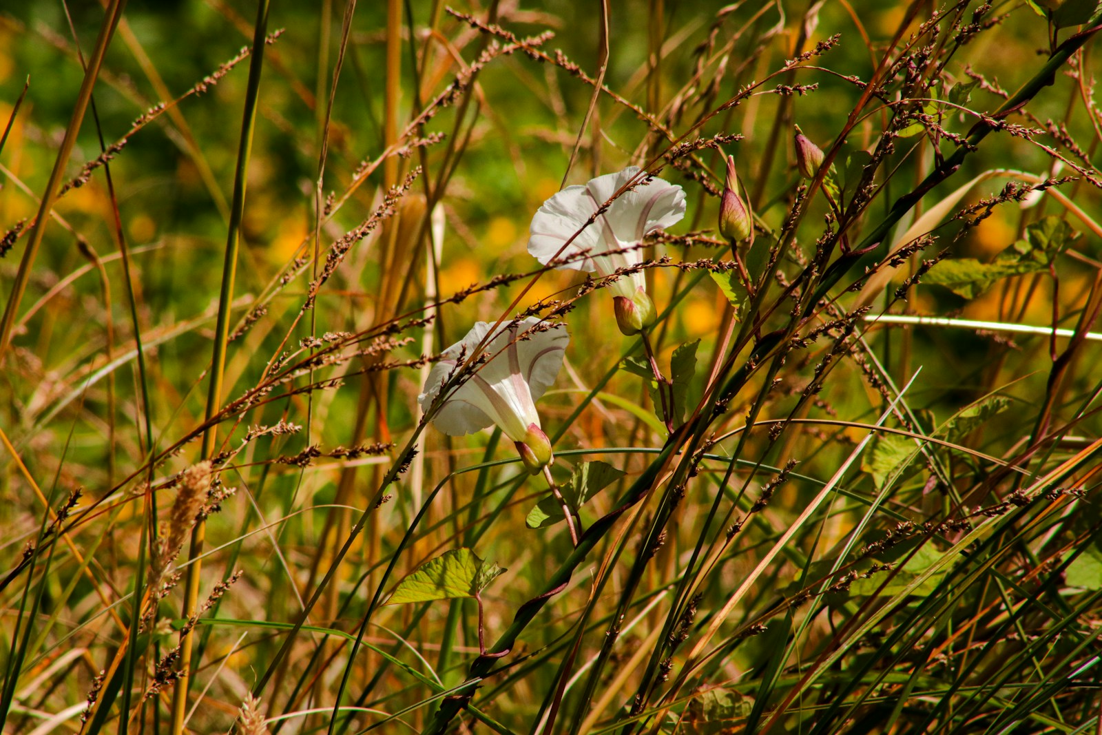 native grassland