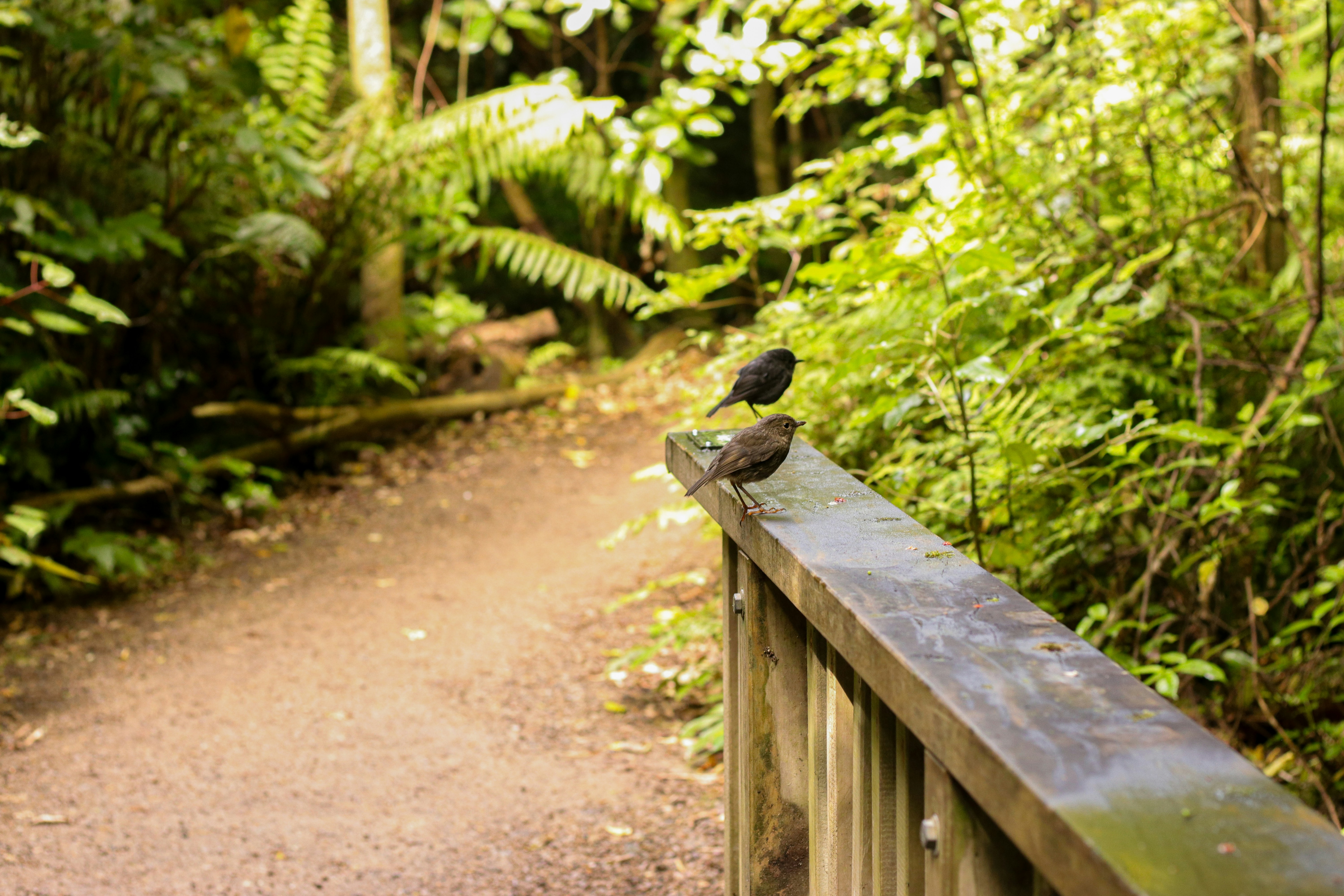 A bird is sitting on a wooden fence