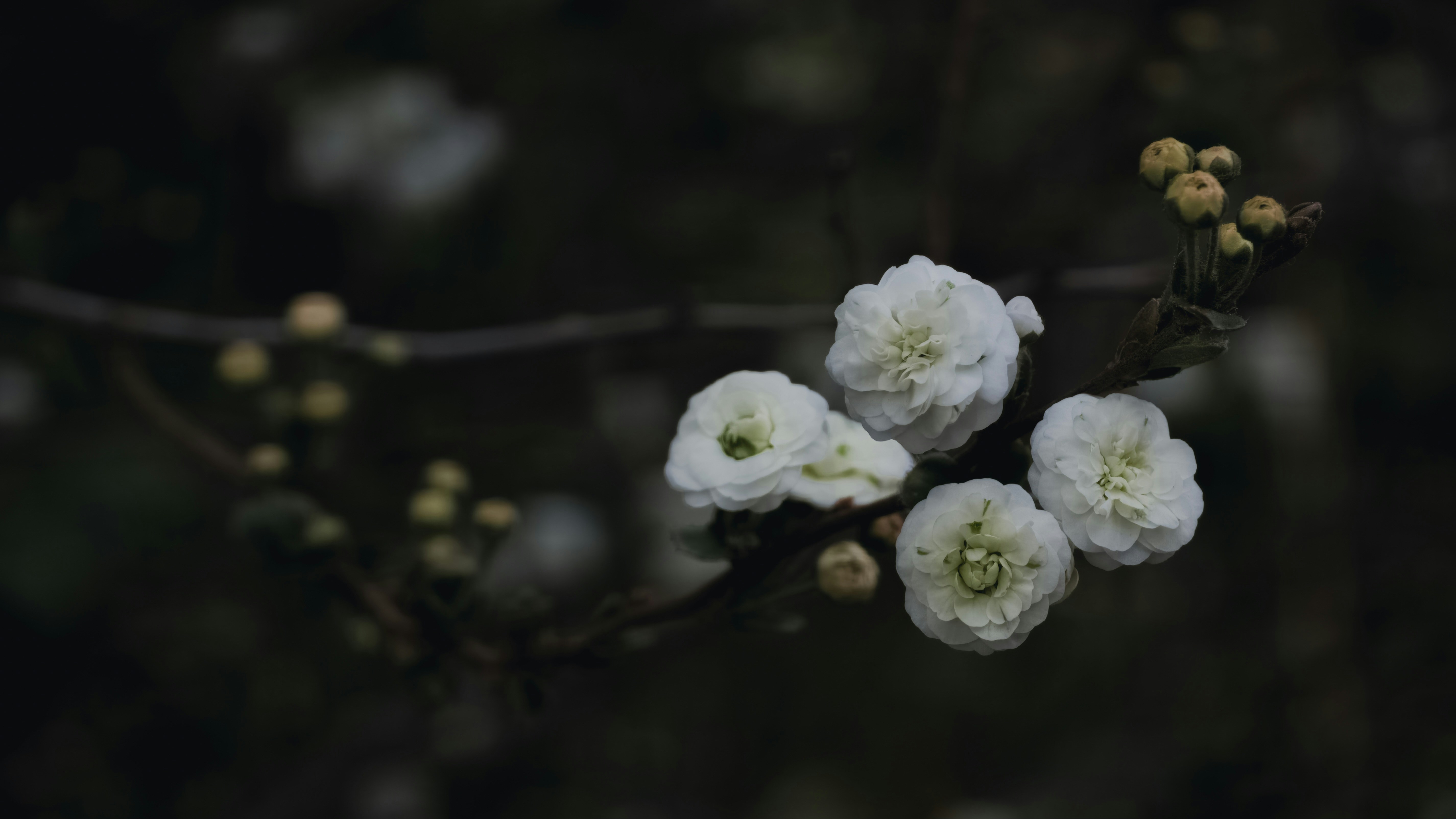 Photo by budihalsuhas1997