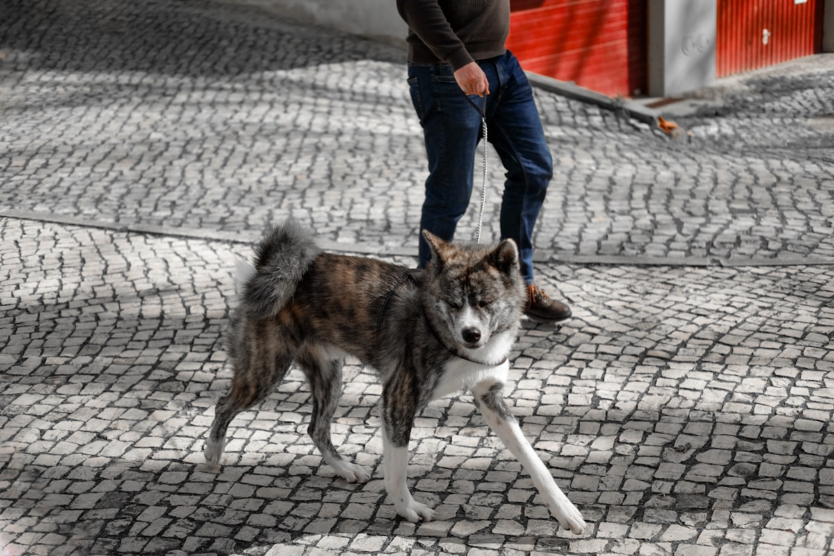 Dog walking on leash looking up at owner on trail