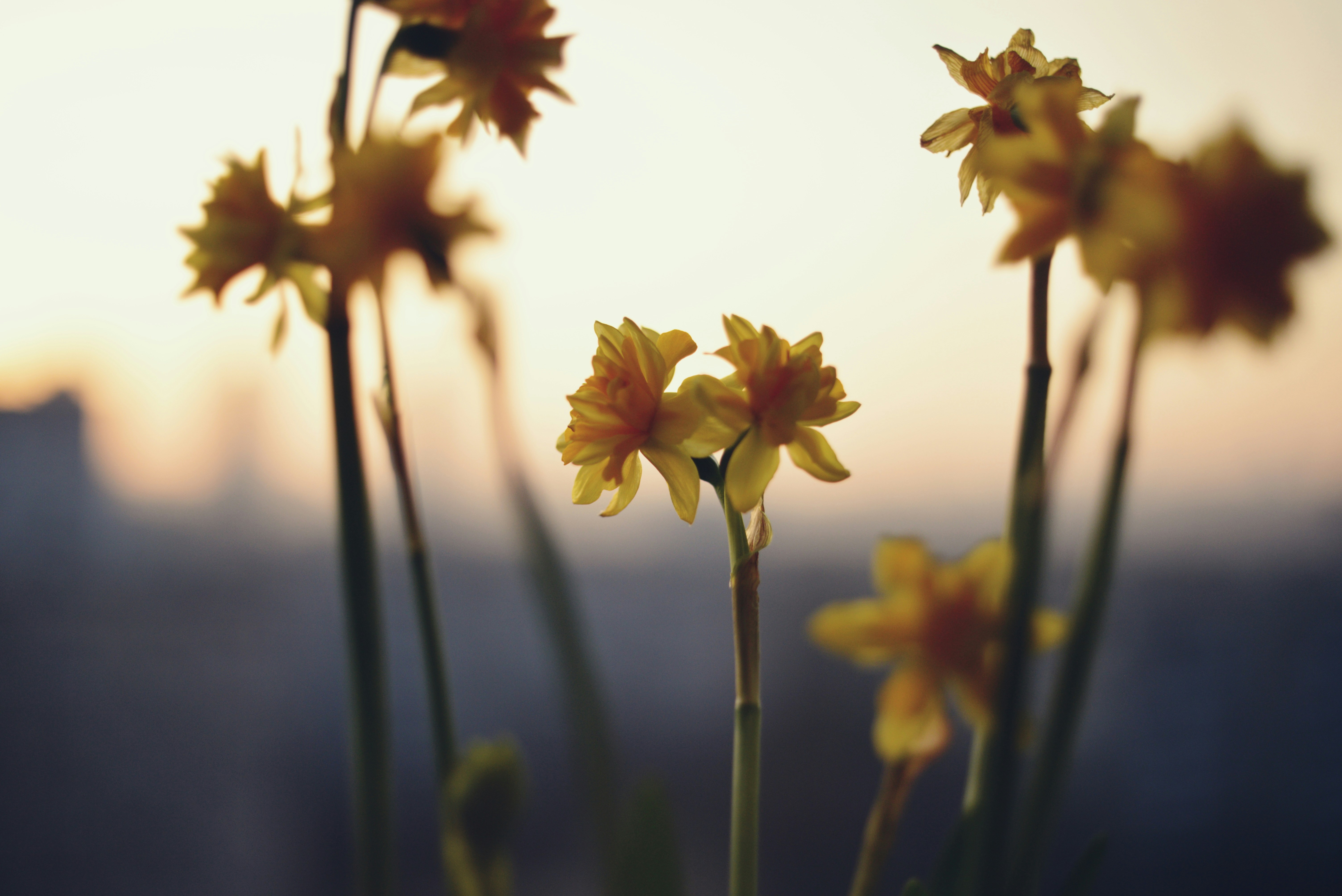 홍삼을 가정에서 만들때 어떻게 만드나요? 초보자를 위한 가이드