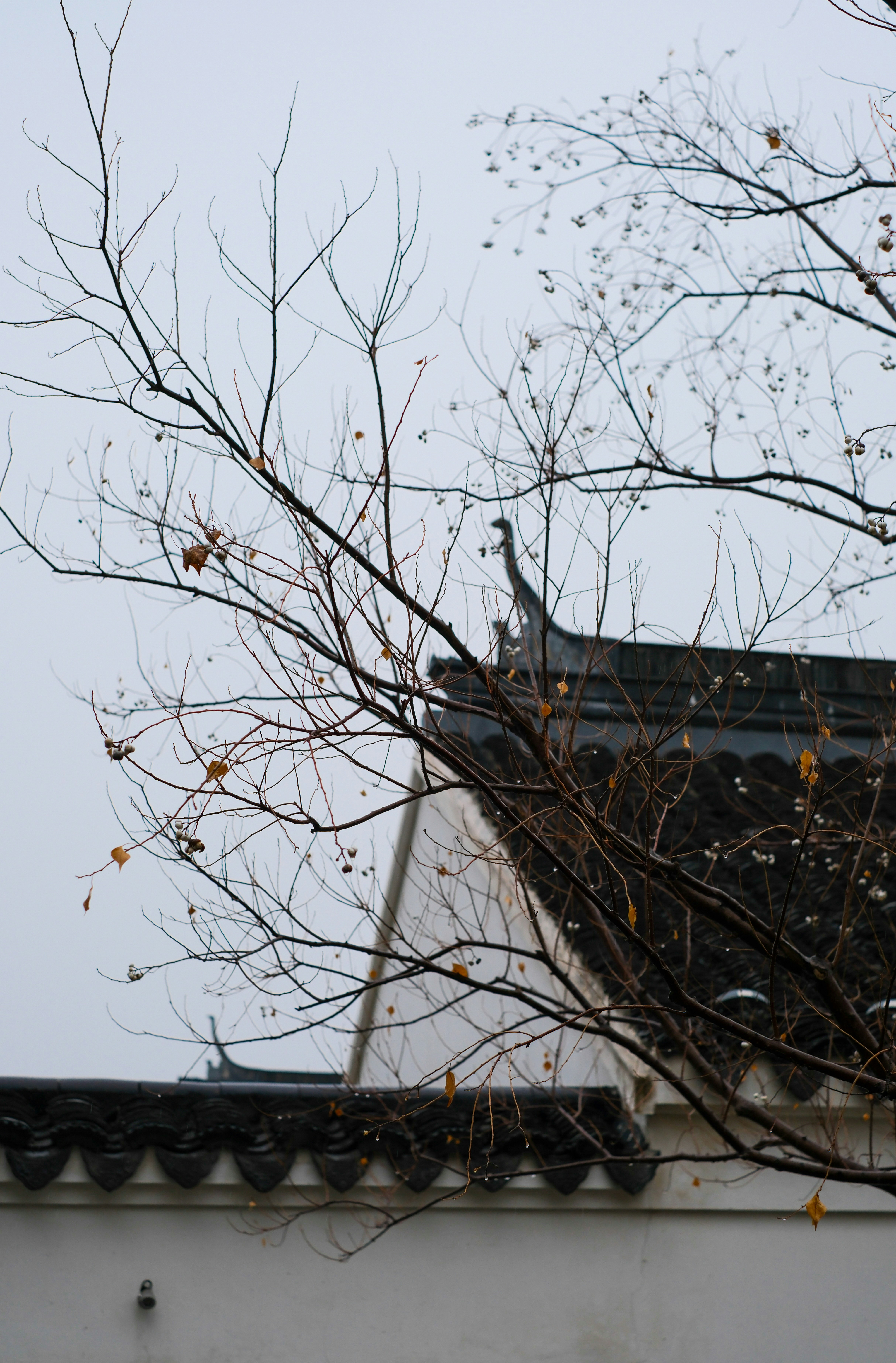 Photo by haoli