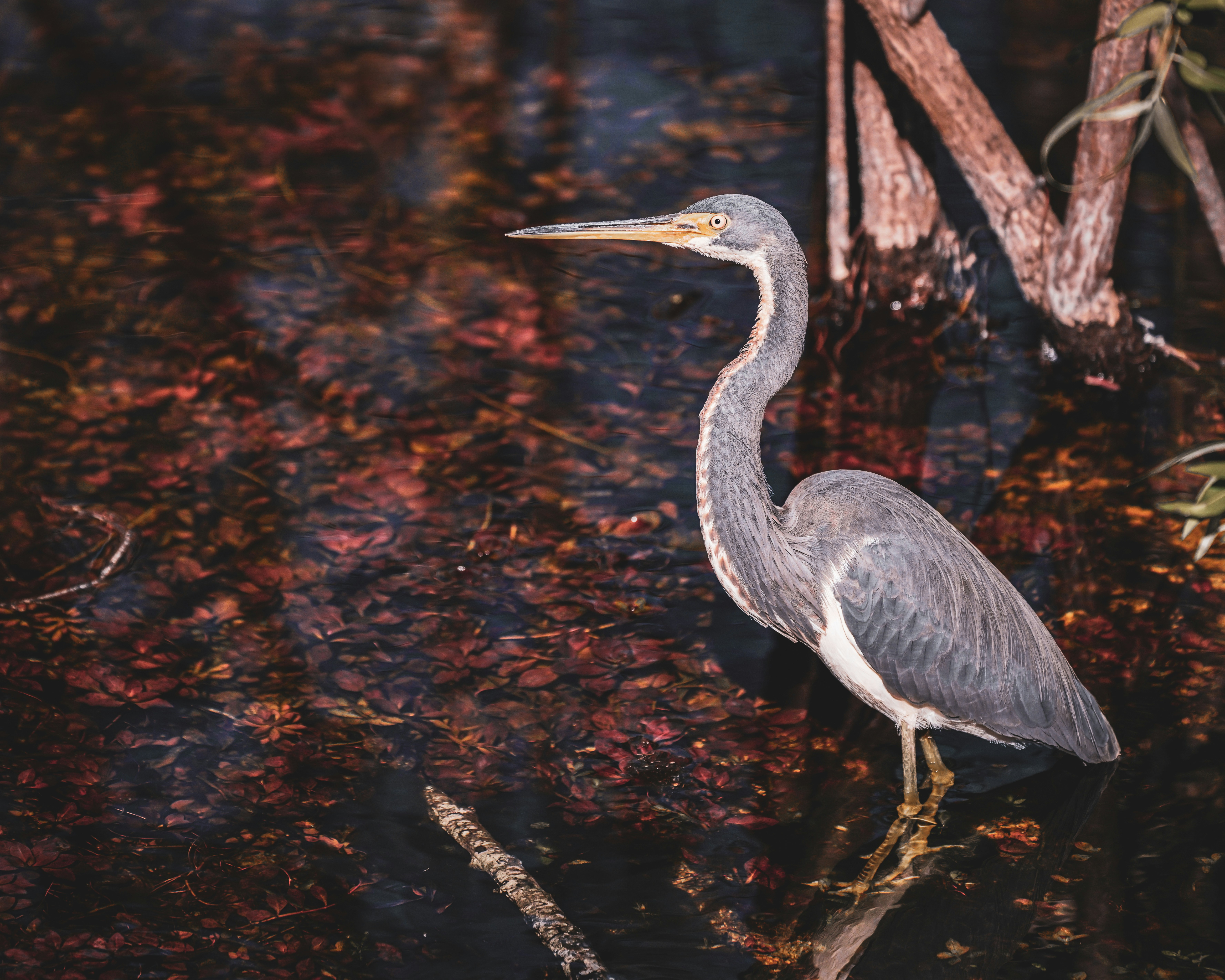 Photo by bugsandslugs