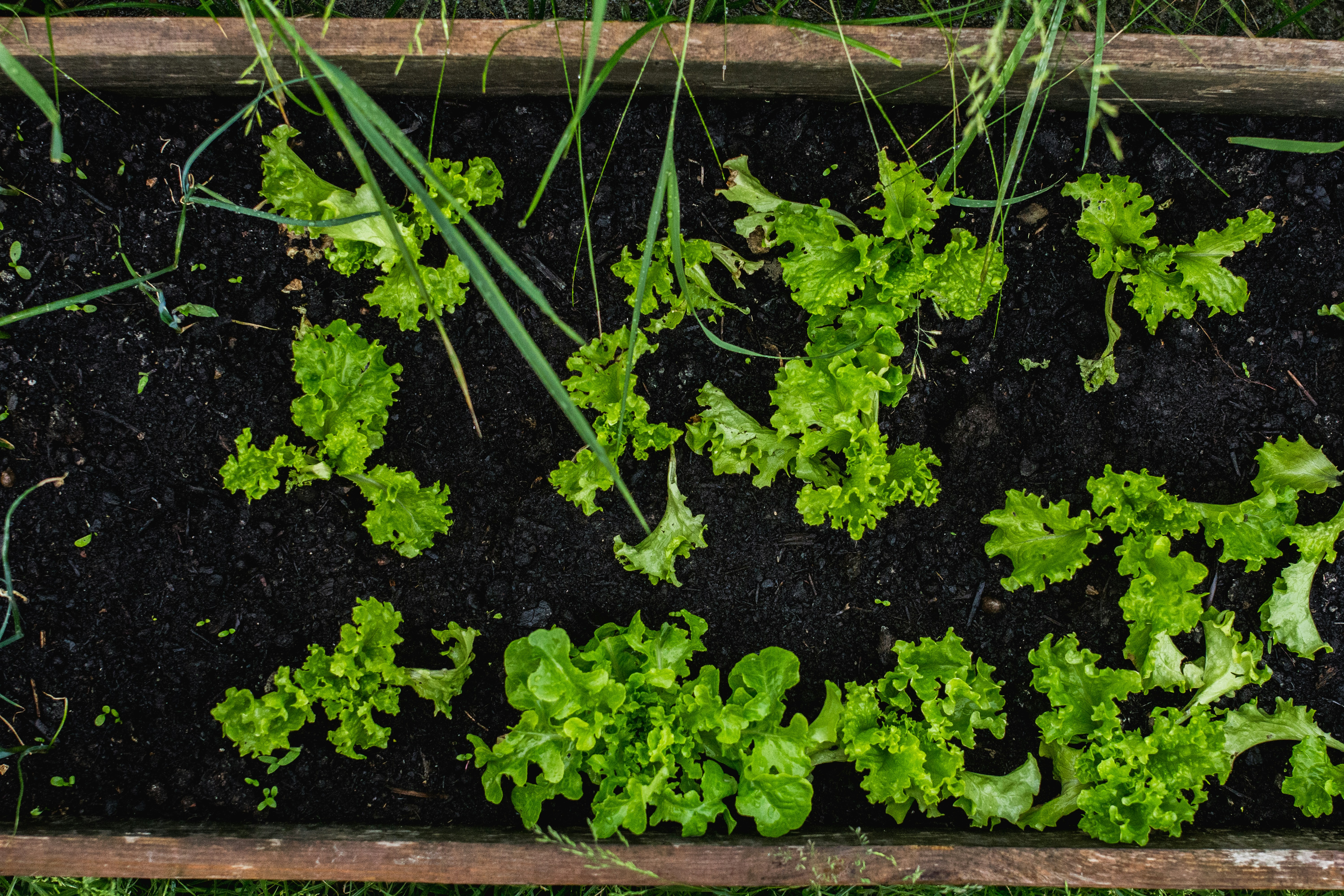 DIY Cocktail Syrups from Your Garden: Turn Herbs and Citrus into a Side Hustle