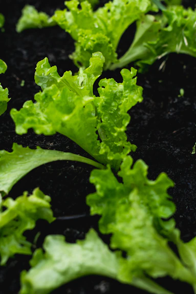 A close up of a bunch of green lettuce