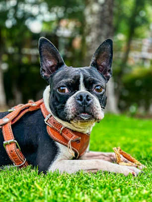 A small black and white dog laying in the grass