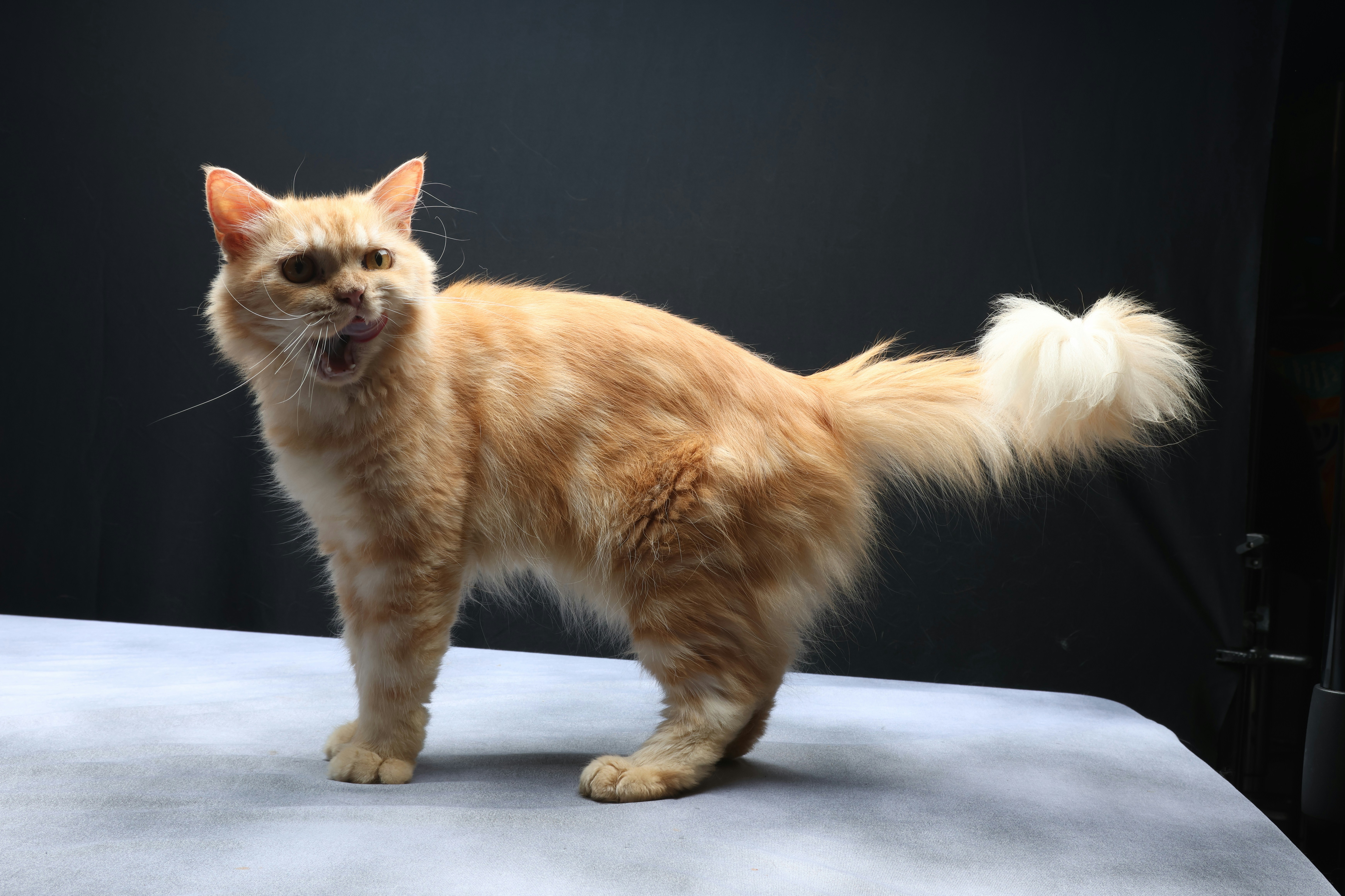 How to Groom a Long-Haired Cat: Complete 2026 Guide
