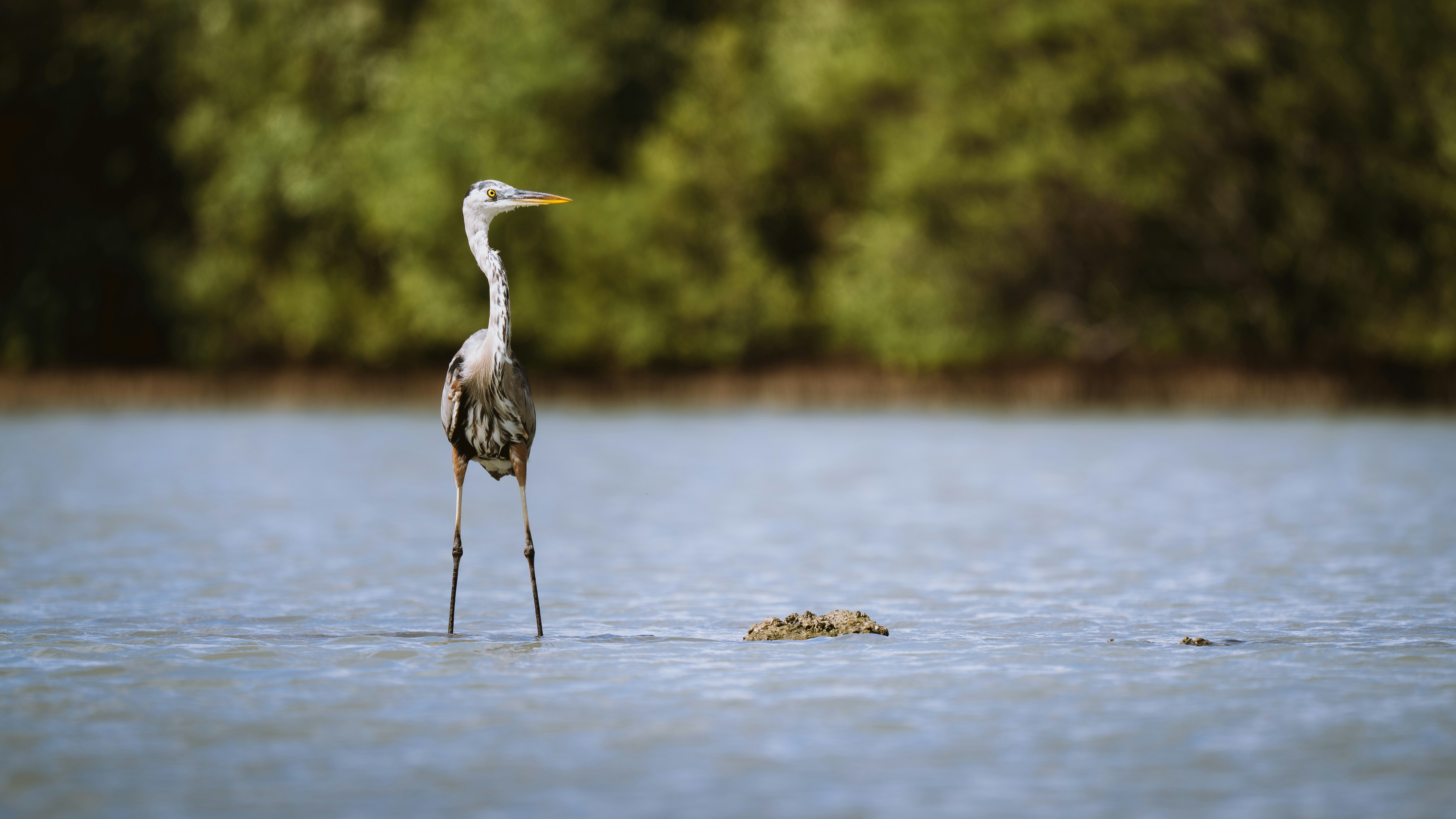 Photo by job_vermeulen