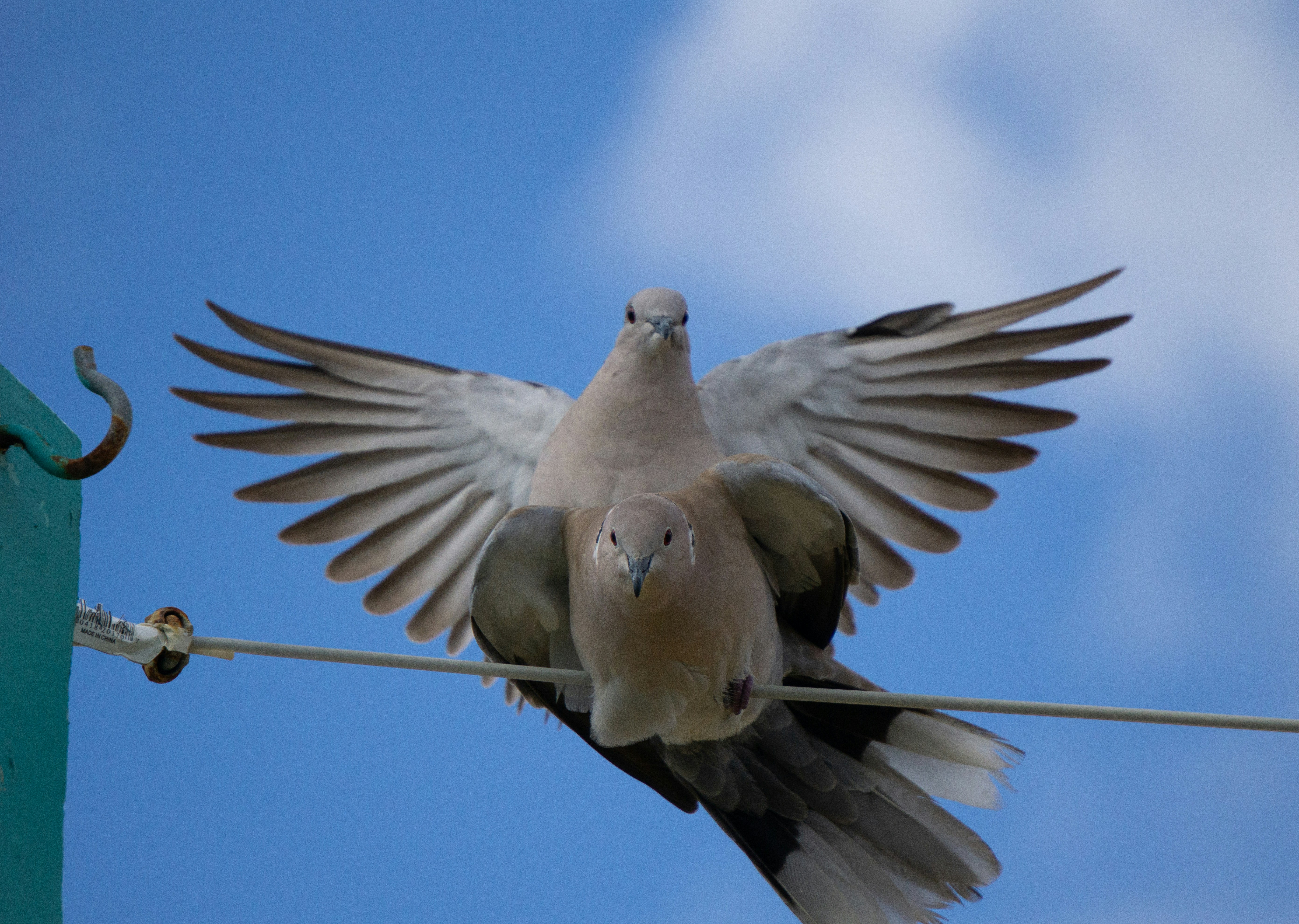 Photo by rollerroller8