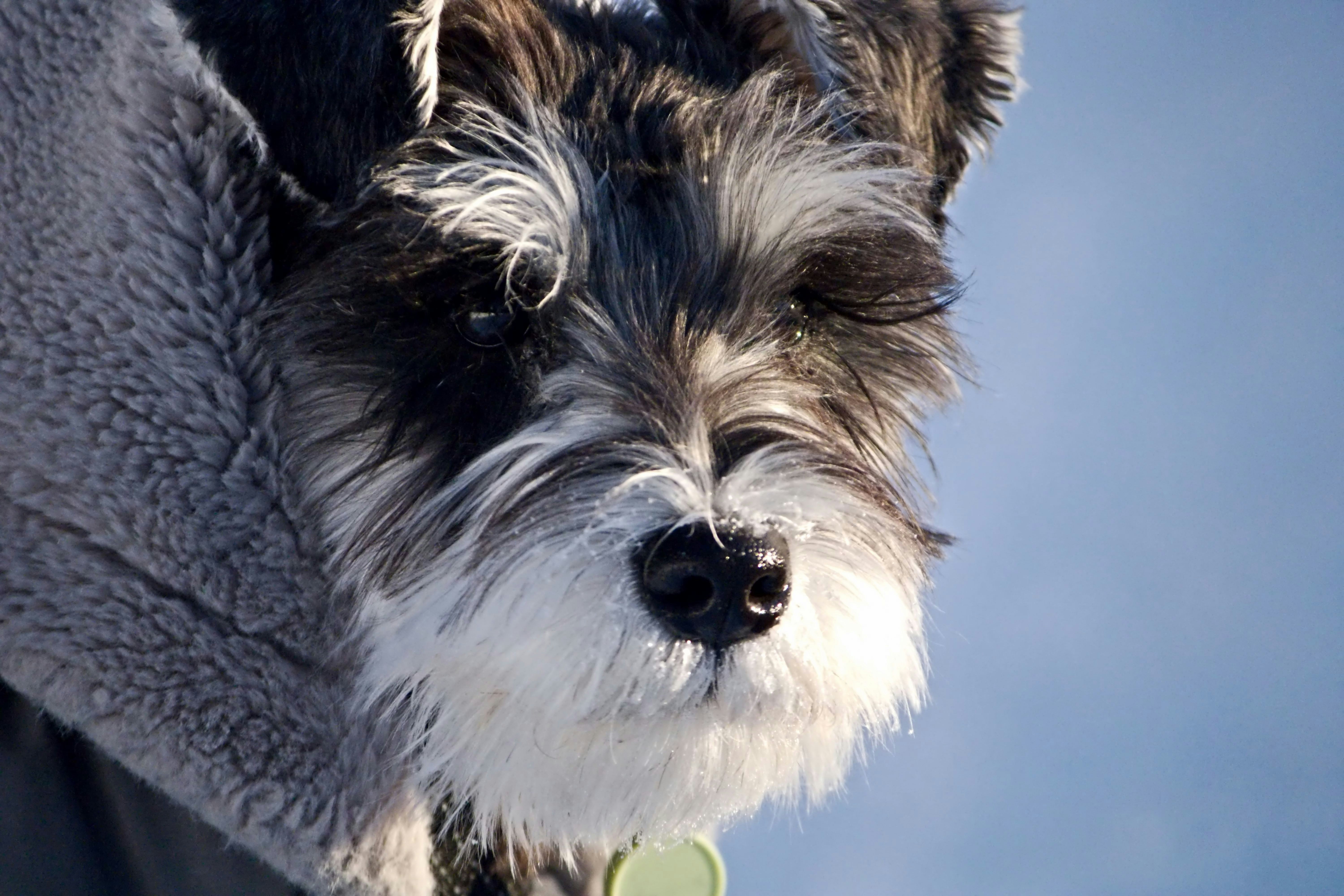 Schnauzer Nain
