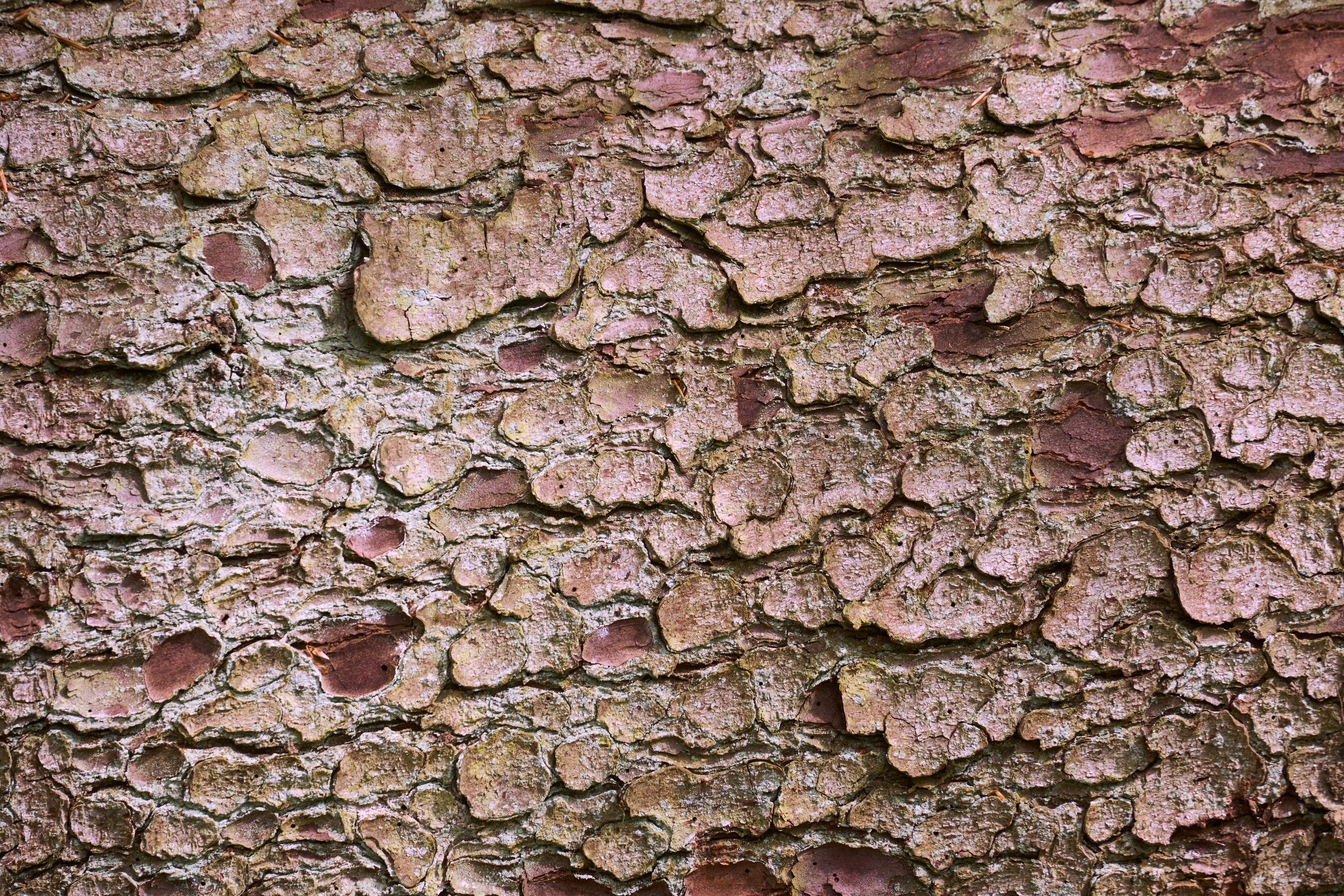 Photo by wolfgang_hasselmann