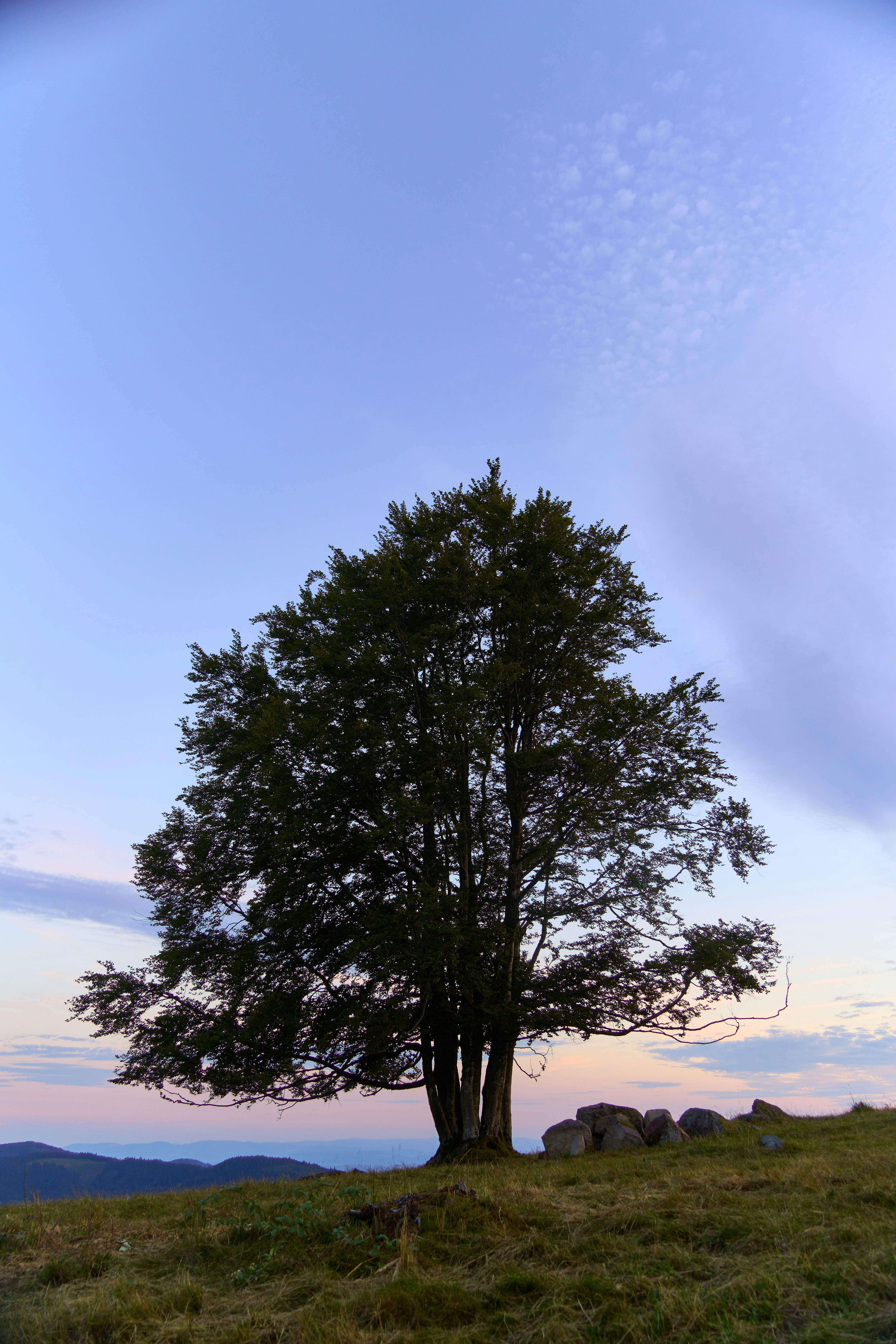 Photo by wolfgang_hasselmann