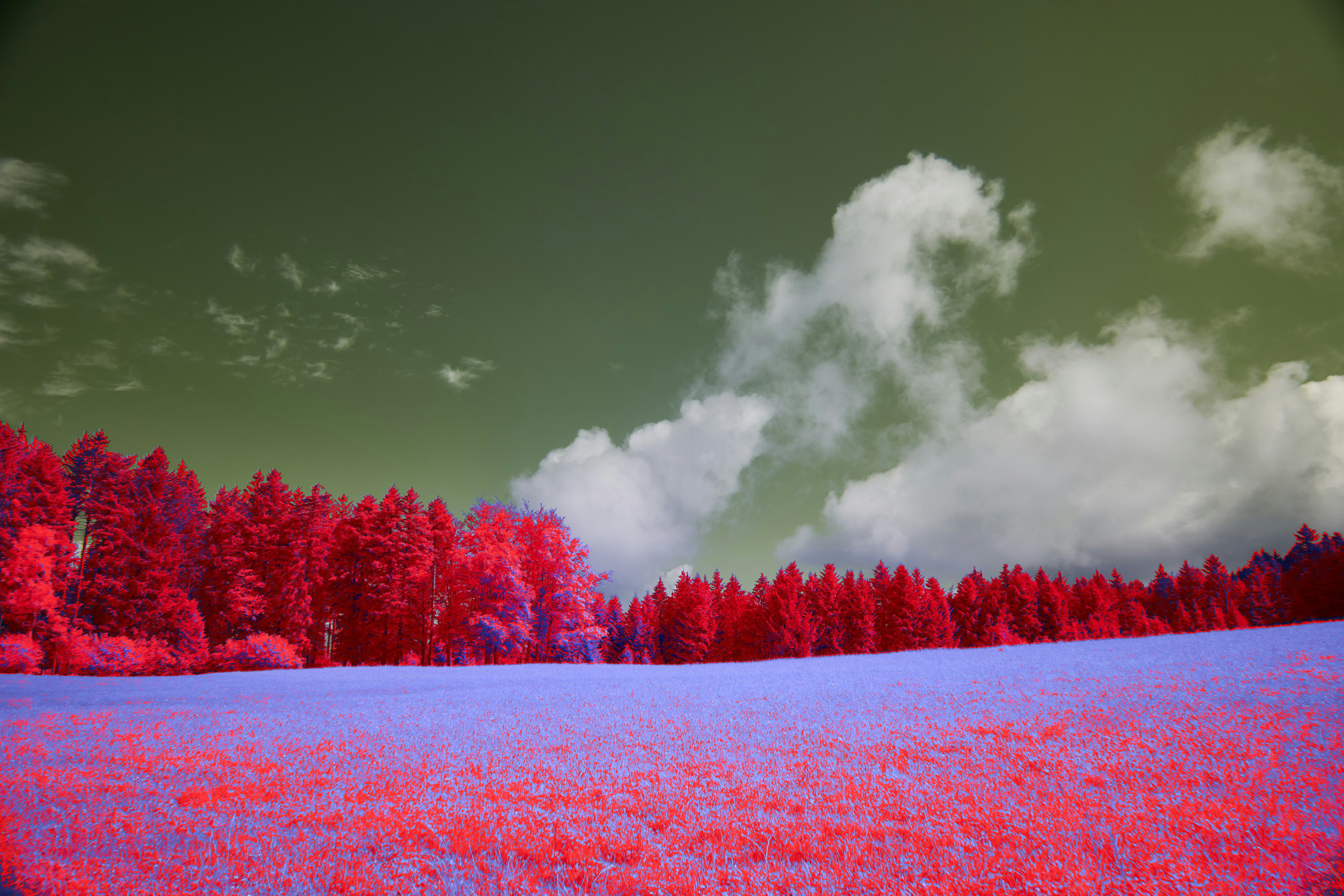 Photo by wolfgang_hasselmann