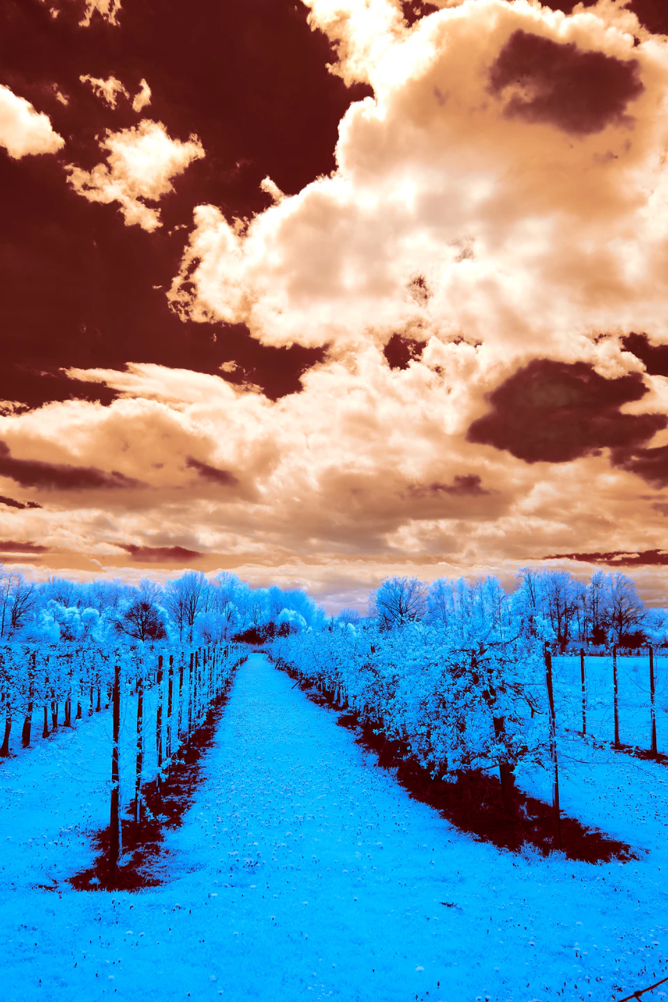 Serene winter landscape with bare tree-lined vineyard under cloudy sky and snow-covered ground
